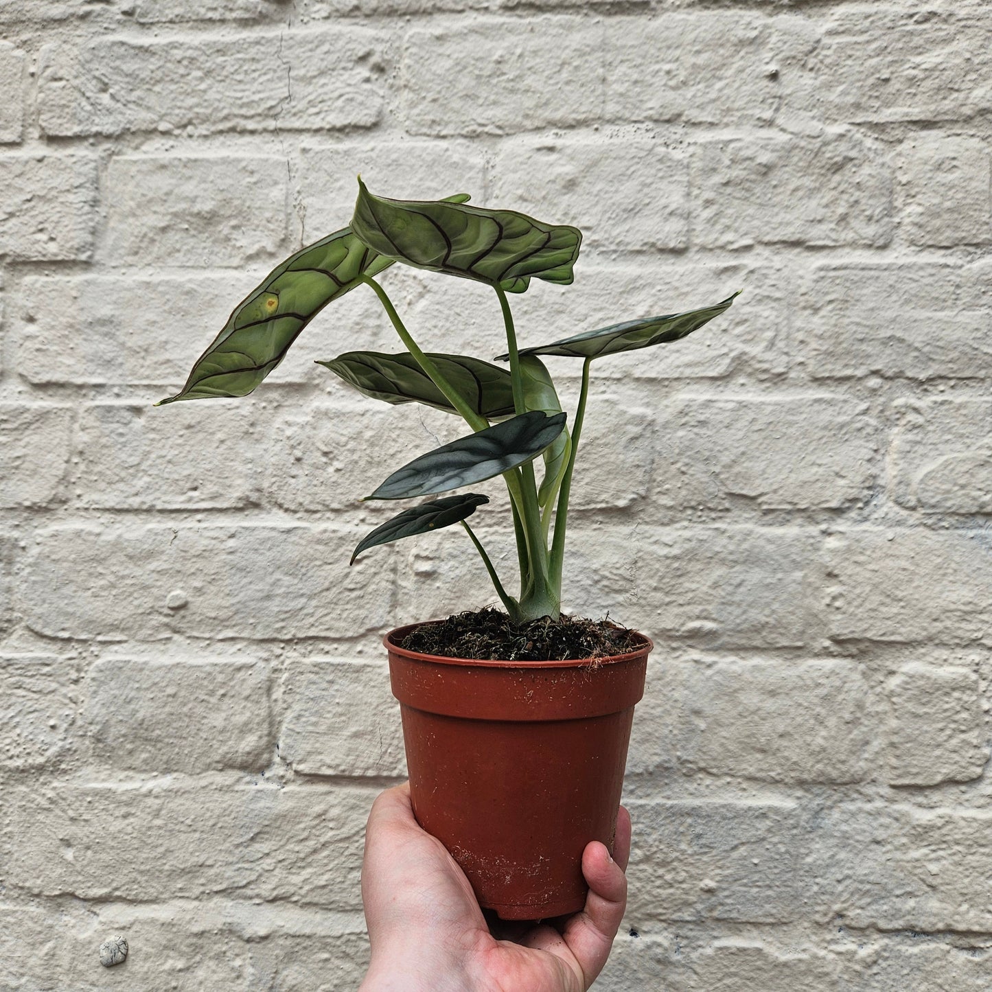 Alocasia baginda 'Silver Dragon'