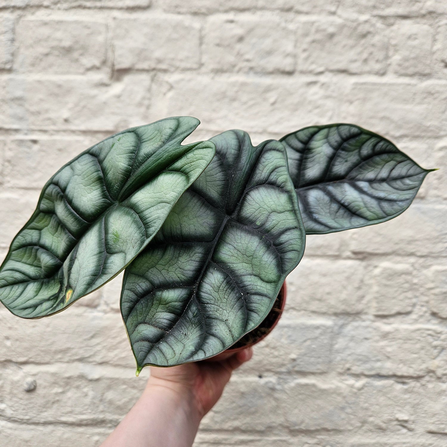 Alocasia baginda 'Silver Dragon'
