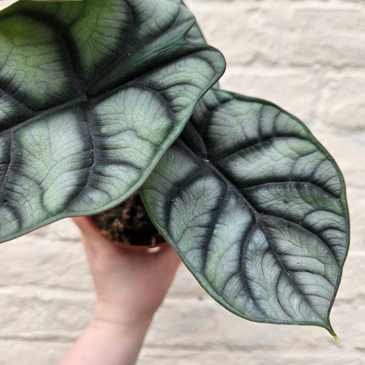 Alocasia baginda 'Silver Dragon'
