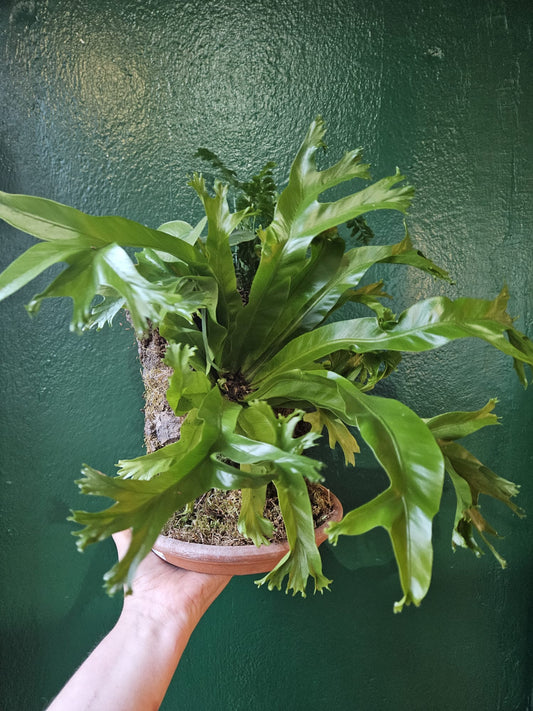 Fern Kokedama Plant in Cork - Houseplant