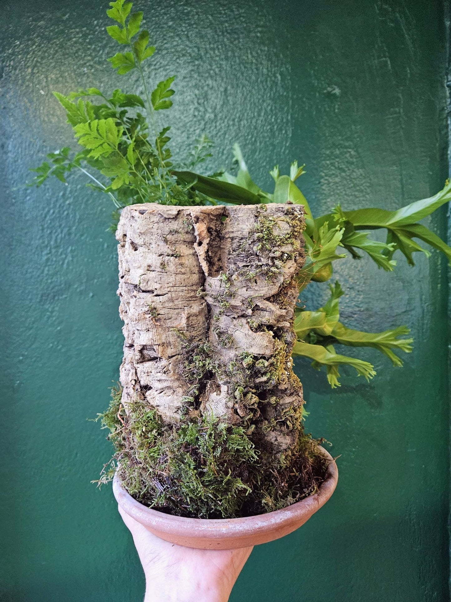 Cork kokedama with Ferns