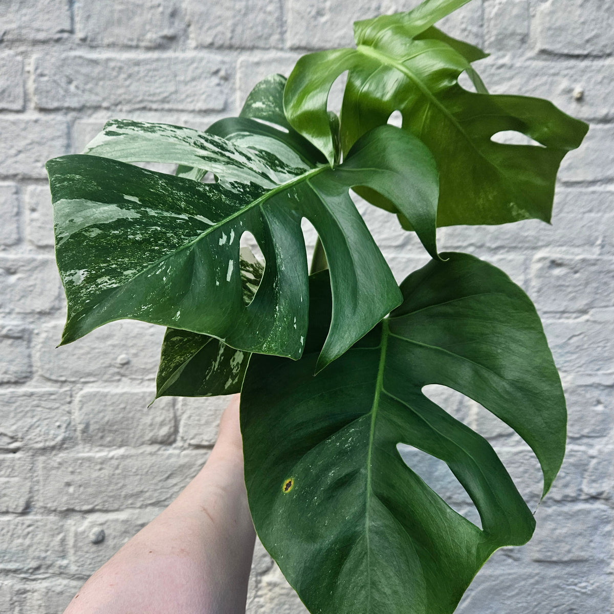 Variegated Cheese Plant - Monstera deliciosa 'Variegata' Houseplant