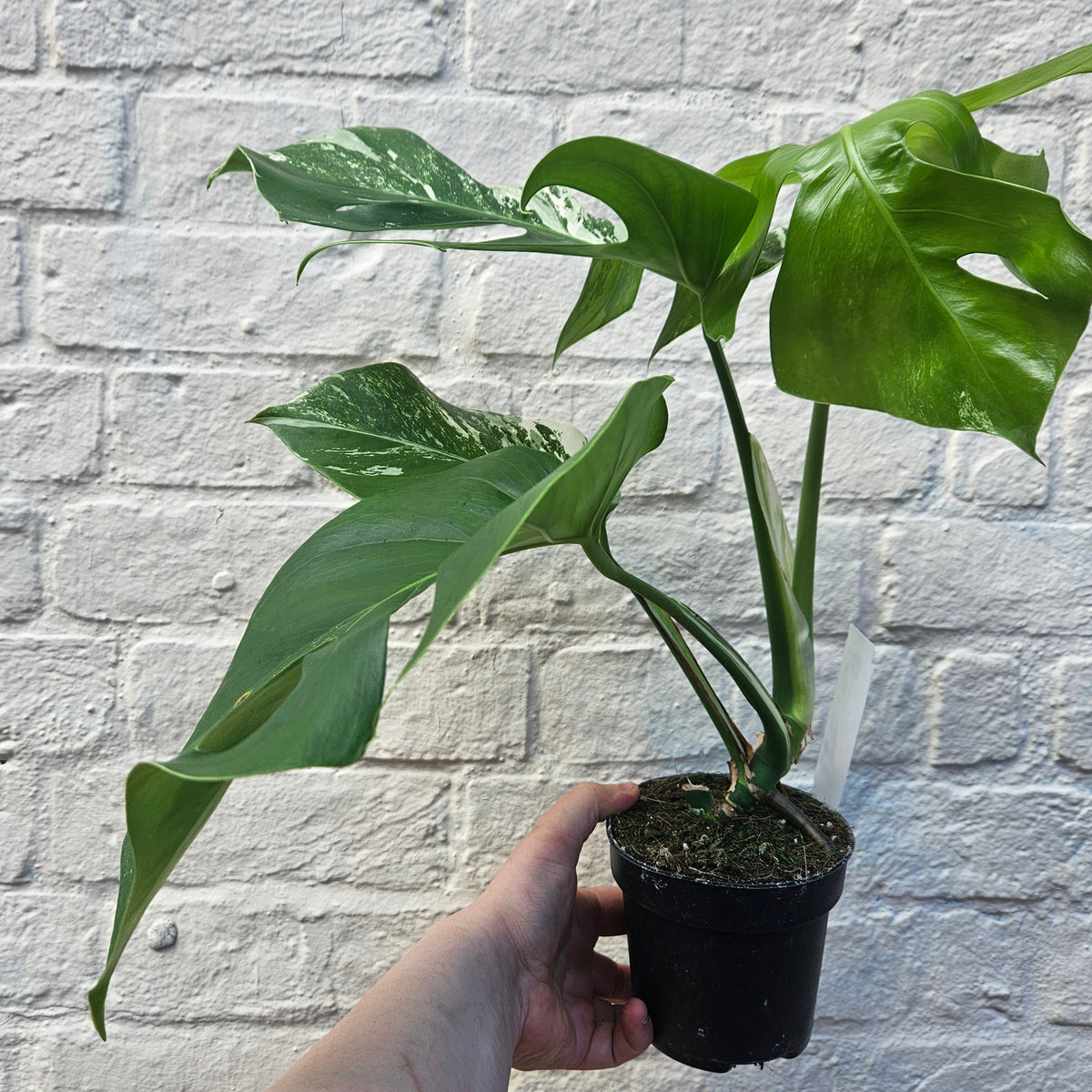 Variegated Cheese Plant - Monstera deliciosa 'Variegata' Houseplant