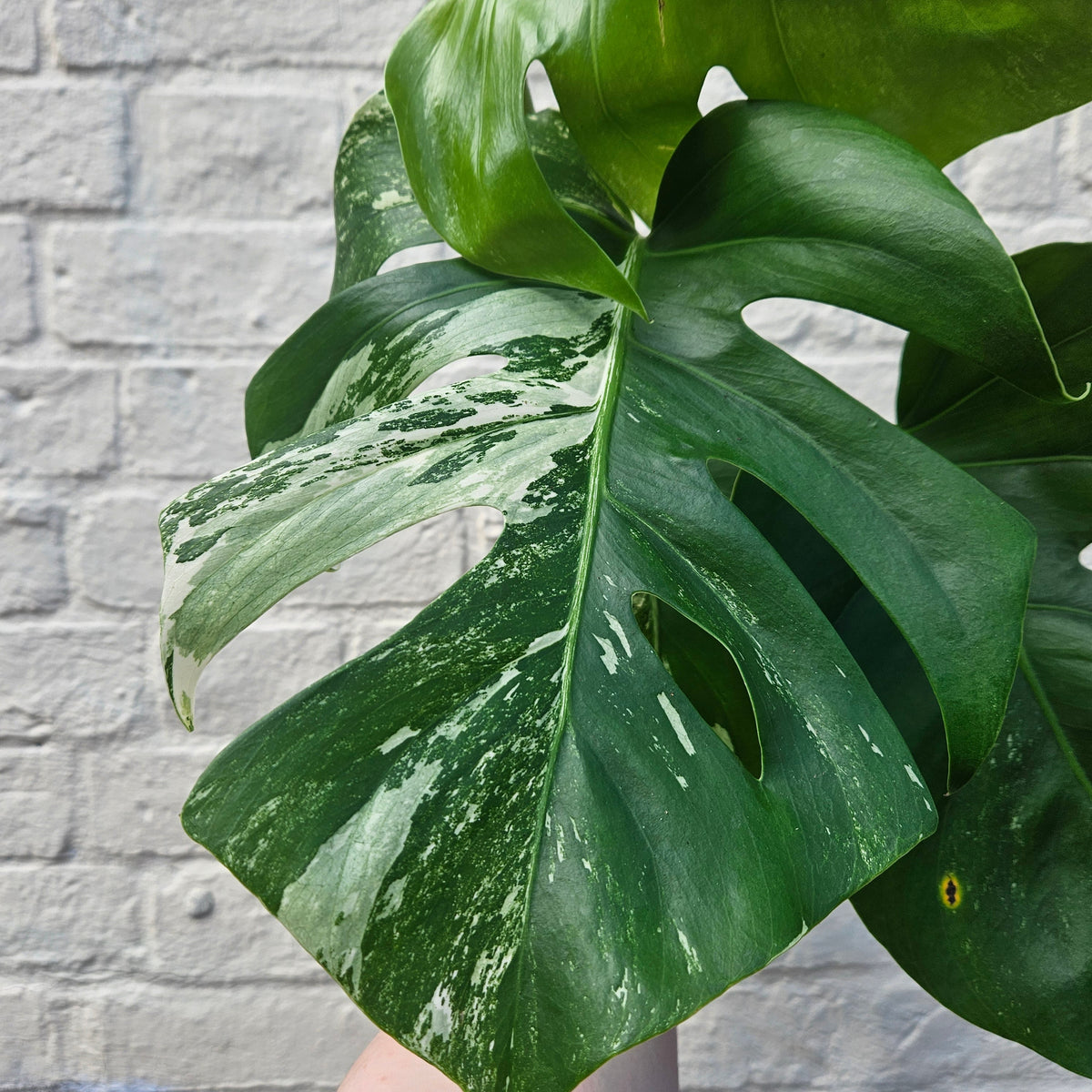 Variegated Cheese Plant - Monstera deliciosa 'Variegata' Houseplant