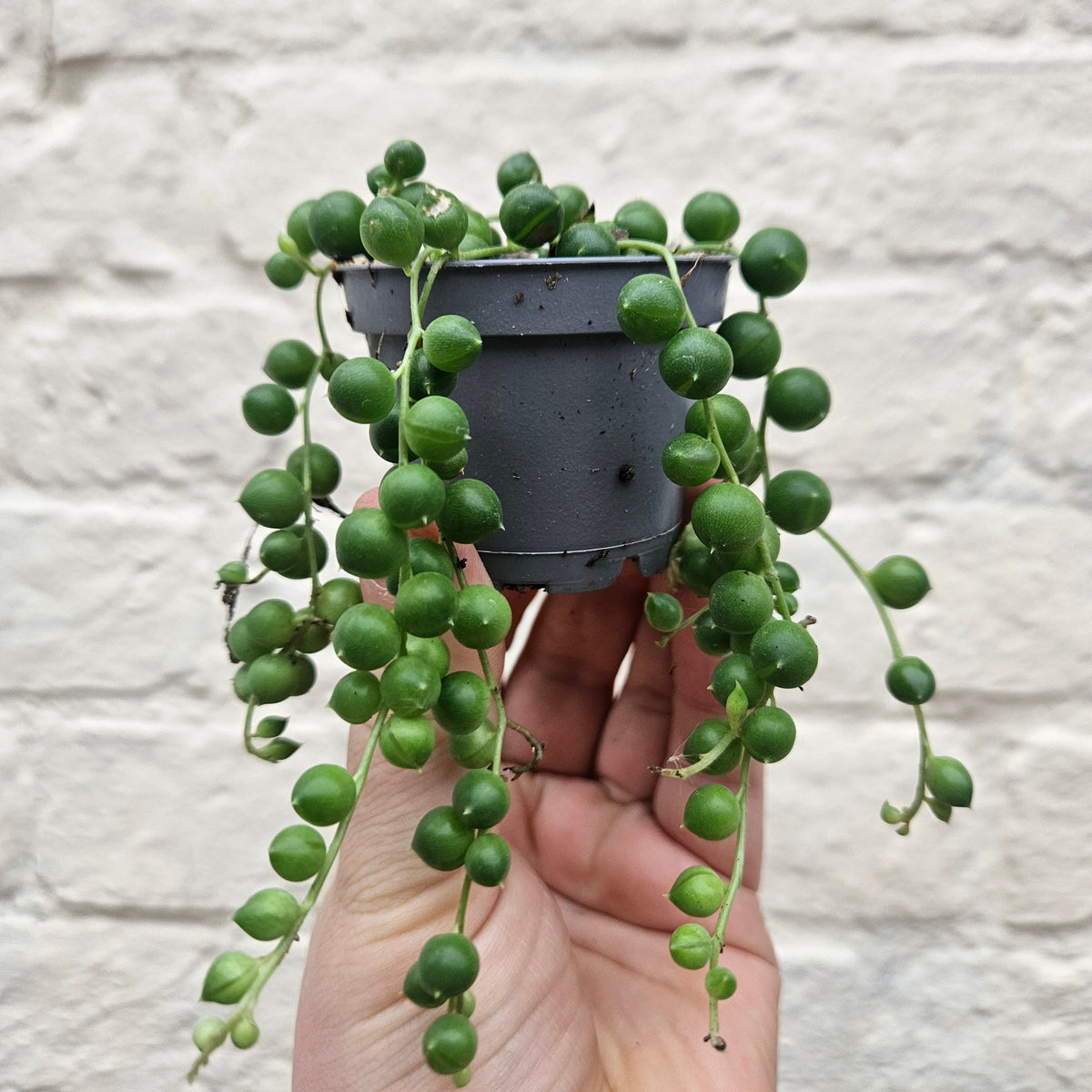 Curio rowleyanus (String of Beads)