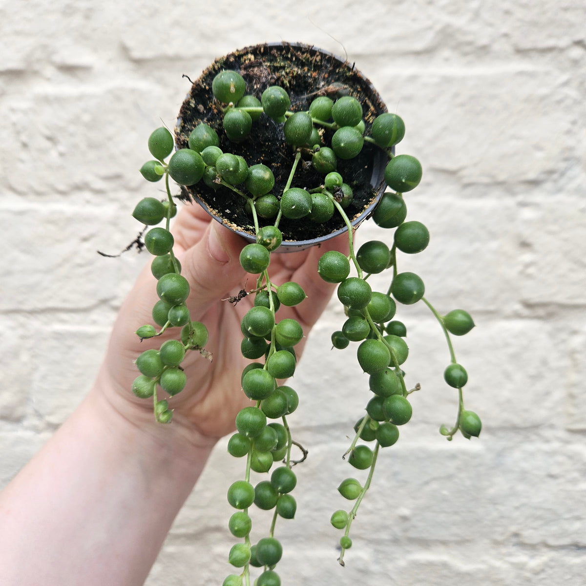 Curio rowleyanus (String of Beads)