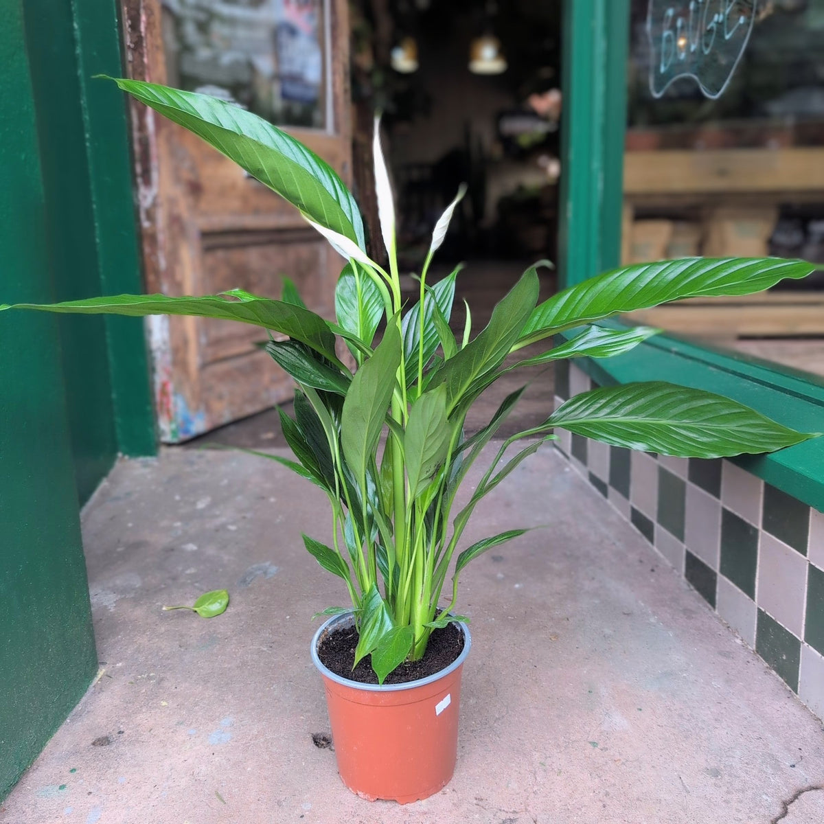 Spathiphyllum 'Pearl Cupido' (Peace Lily)