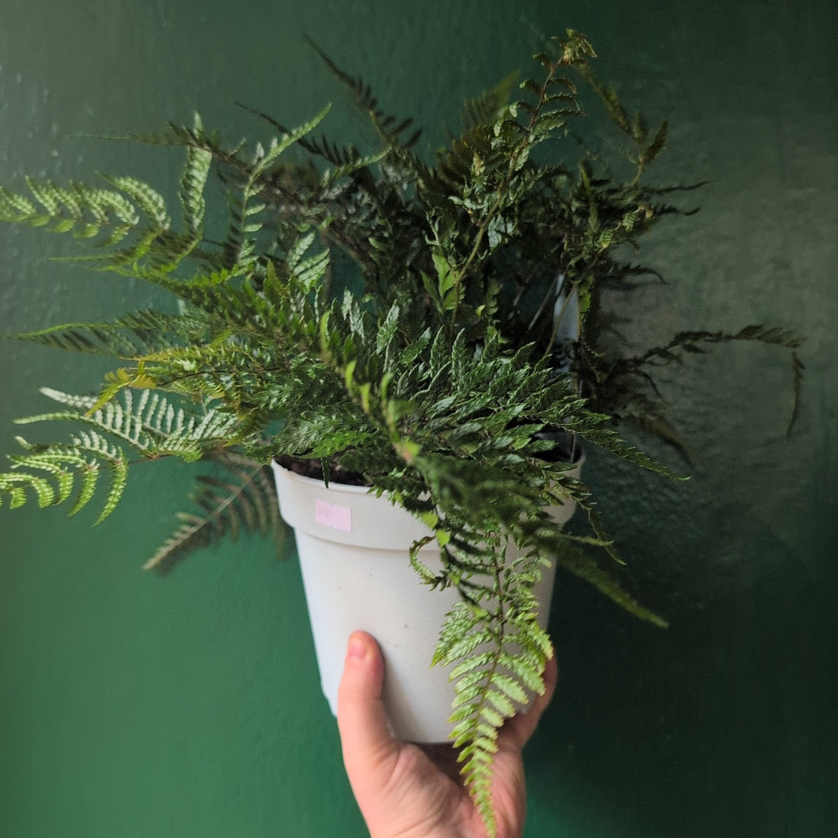 Dryopteris affinis (Golden Shield Fern)