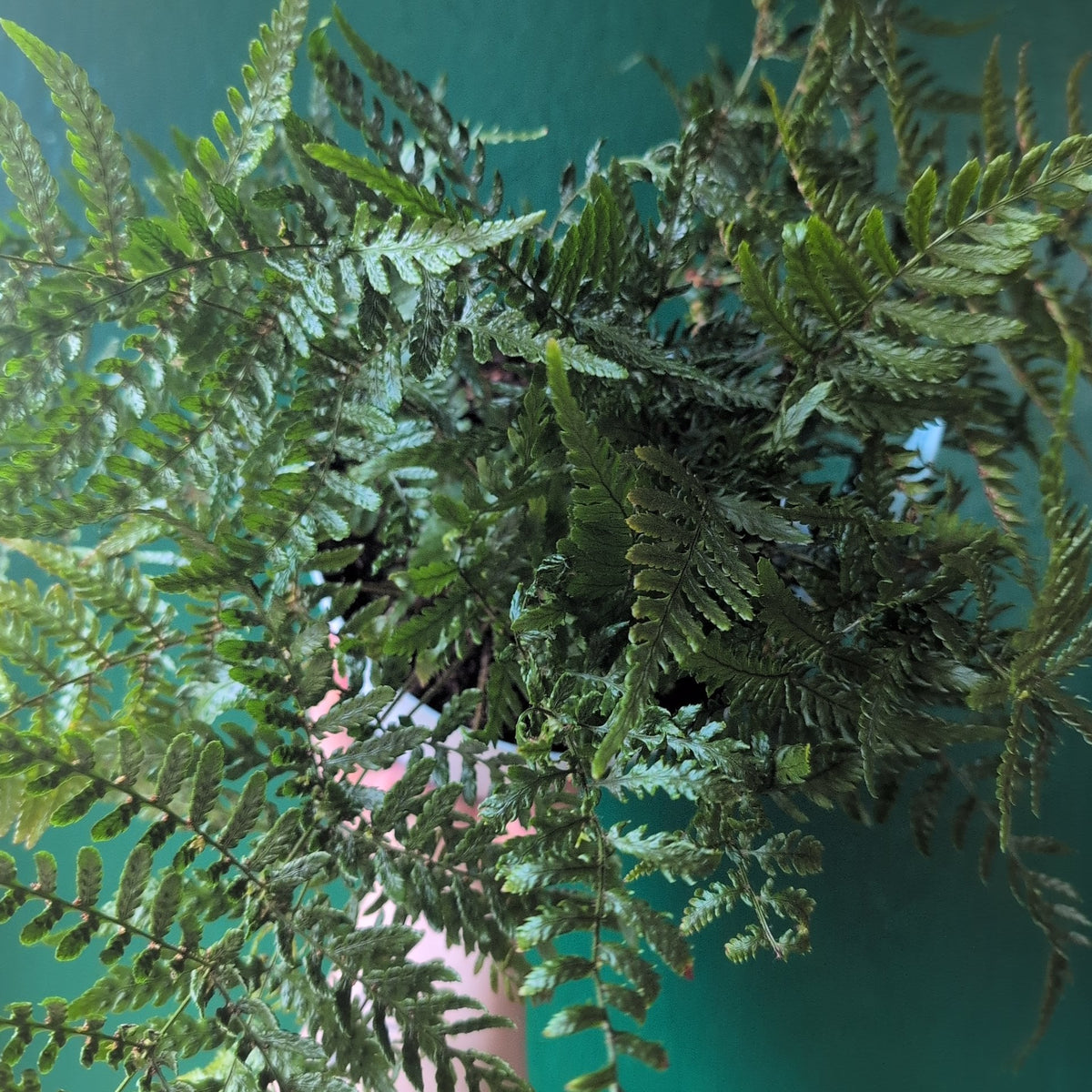 Dryopteris affinis (Golden Shield Fern)