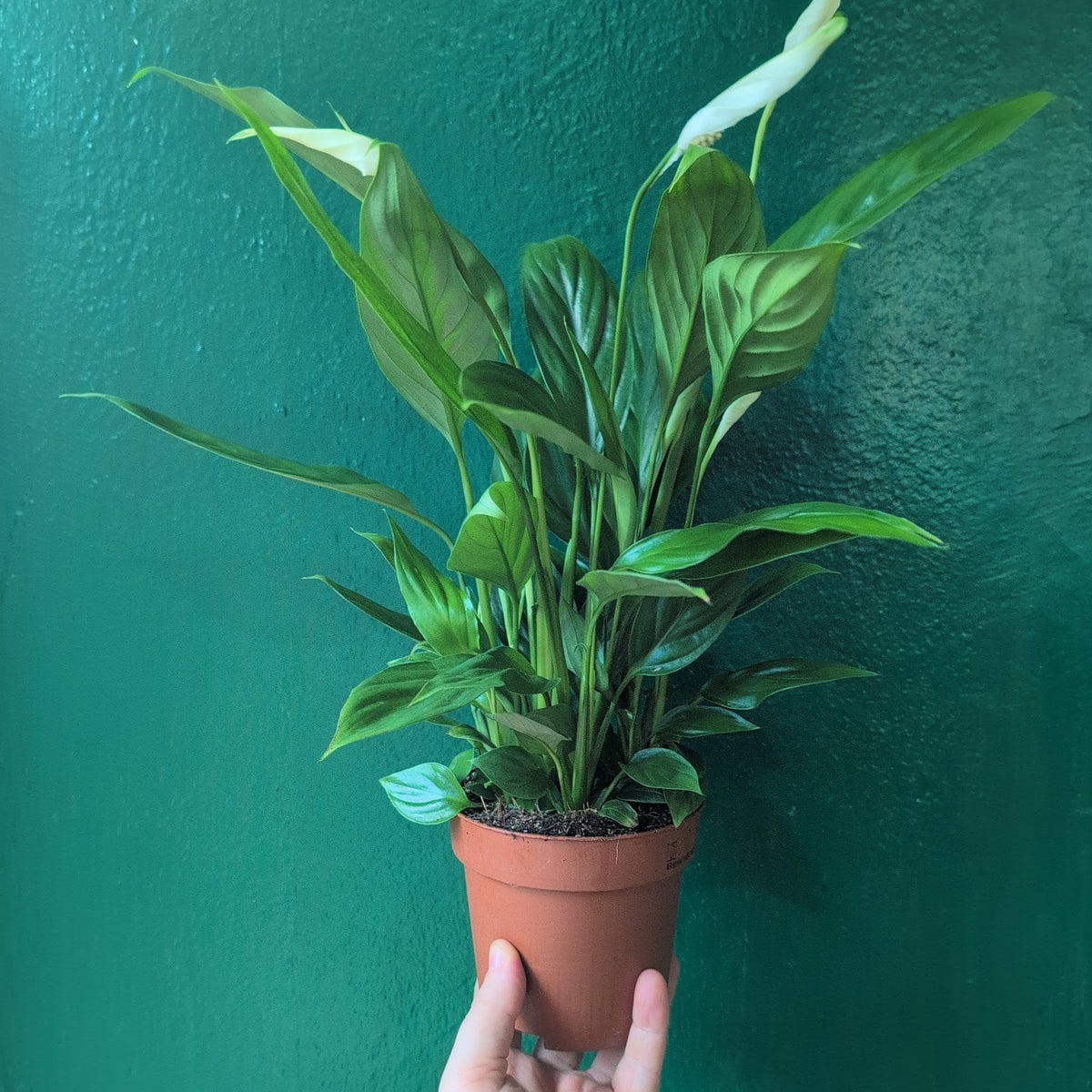 Spathiphyllum 'Alana' (Peace Lily)
