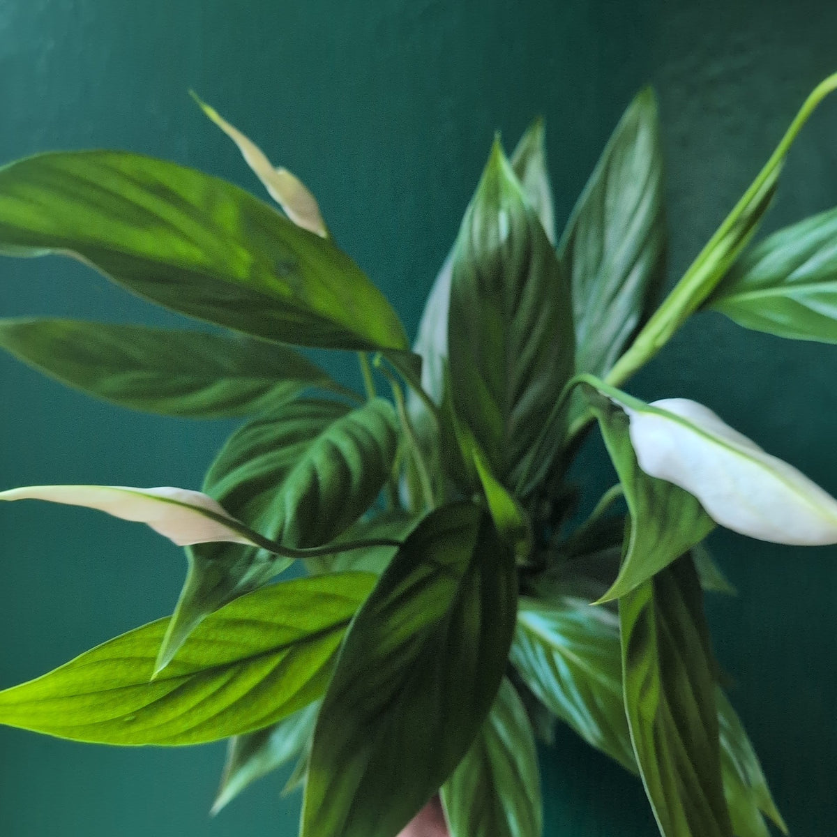 Spathiphyllum 'Alana' (Peace Lily)