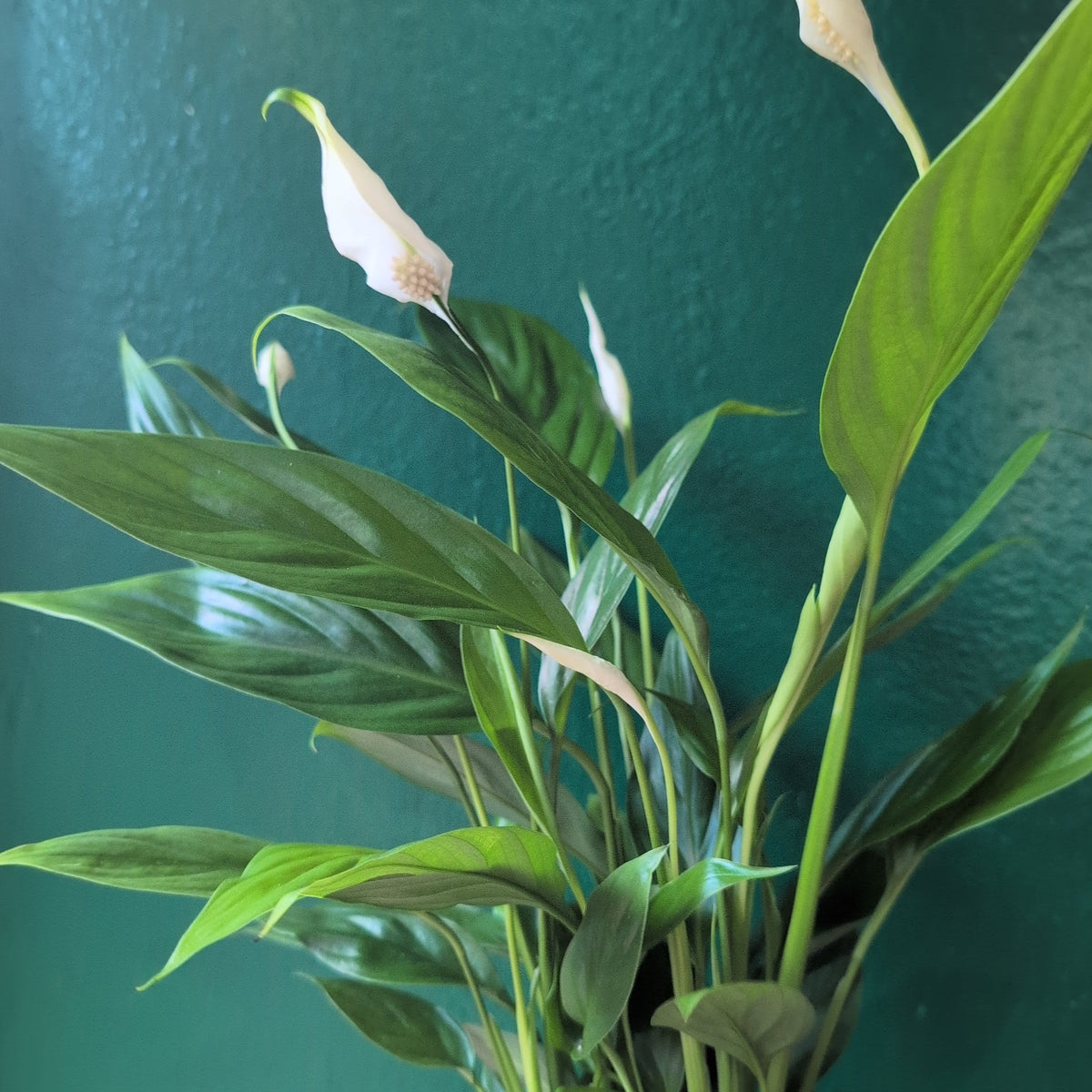 Spathiphyllum 'Alana' (Peace Lily)