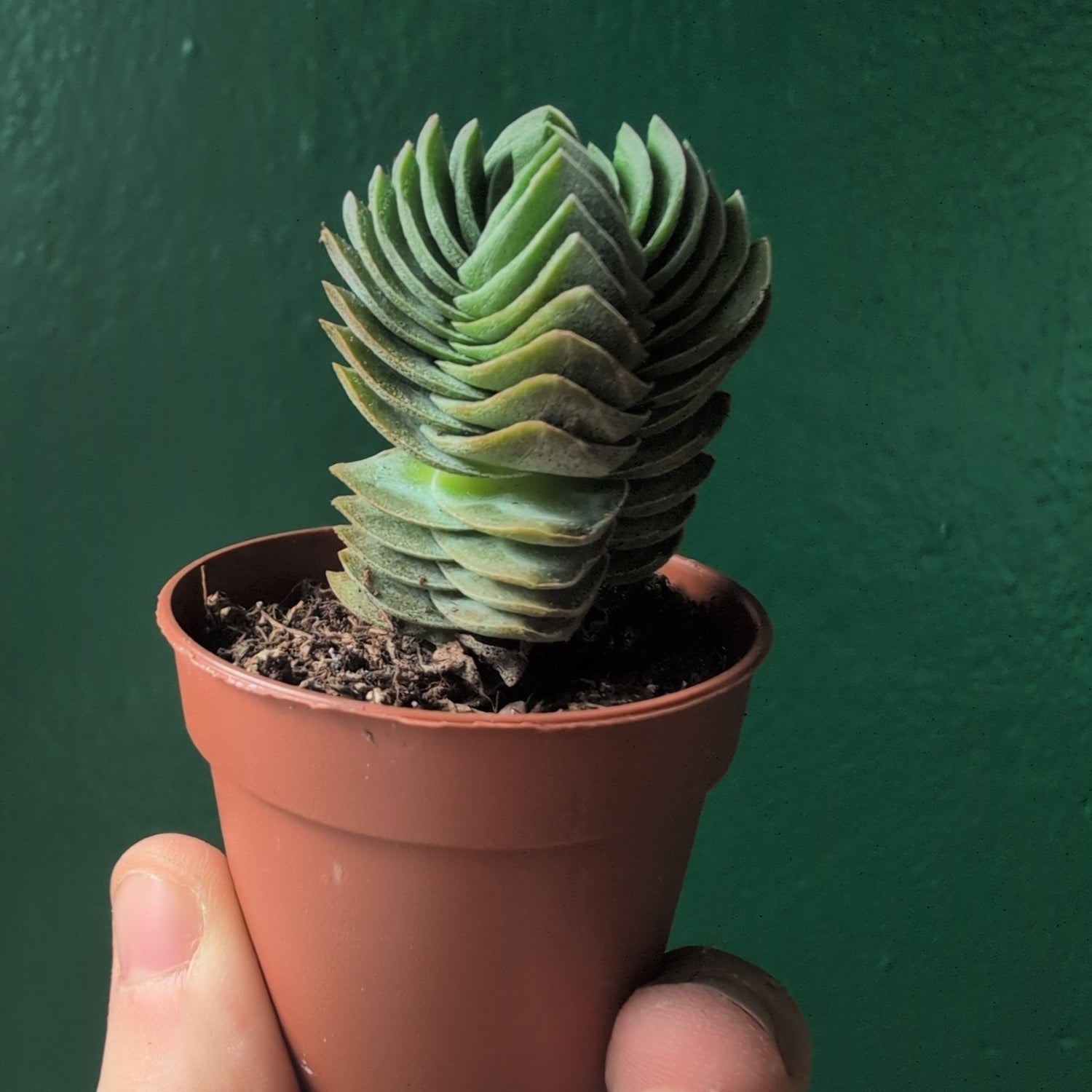 Crassula 'Buddhas Temple'