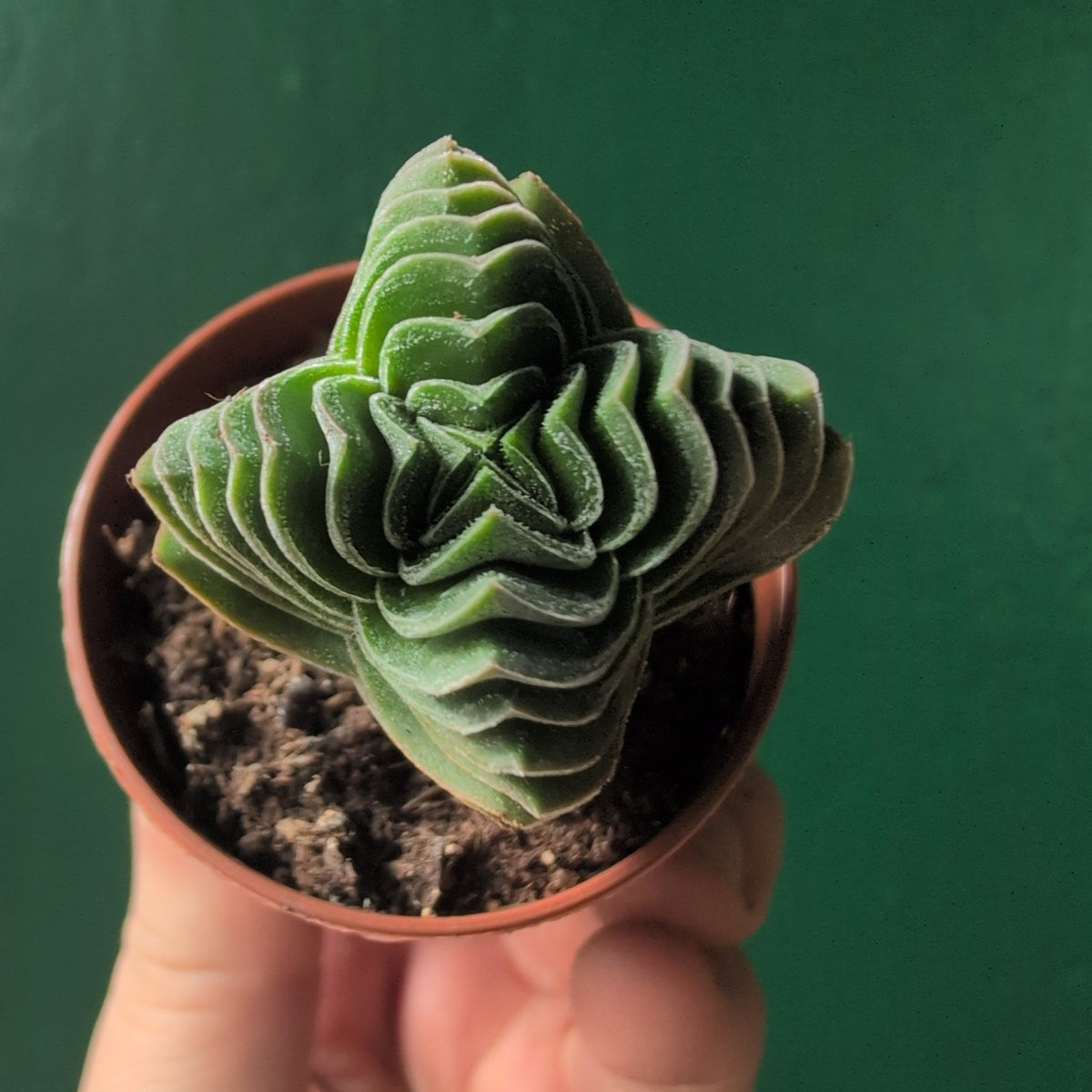 Crassula 'Buddhas Temple'