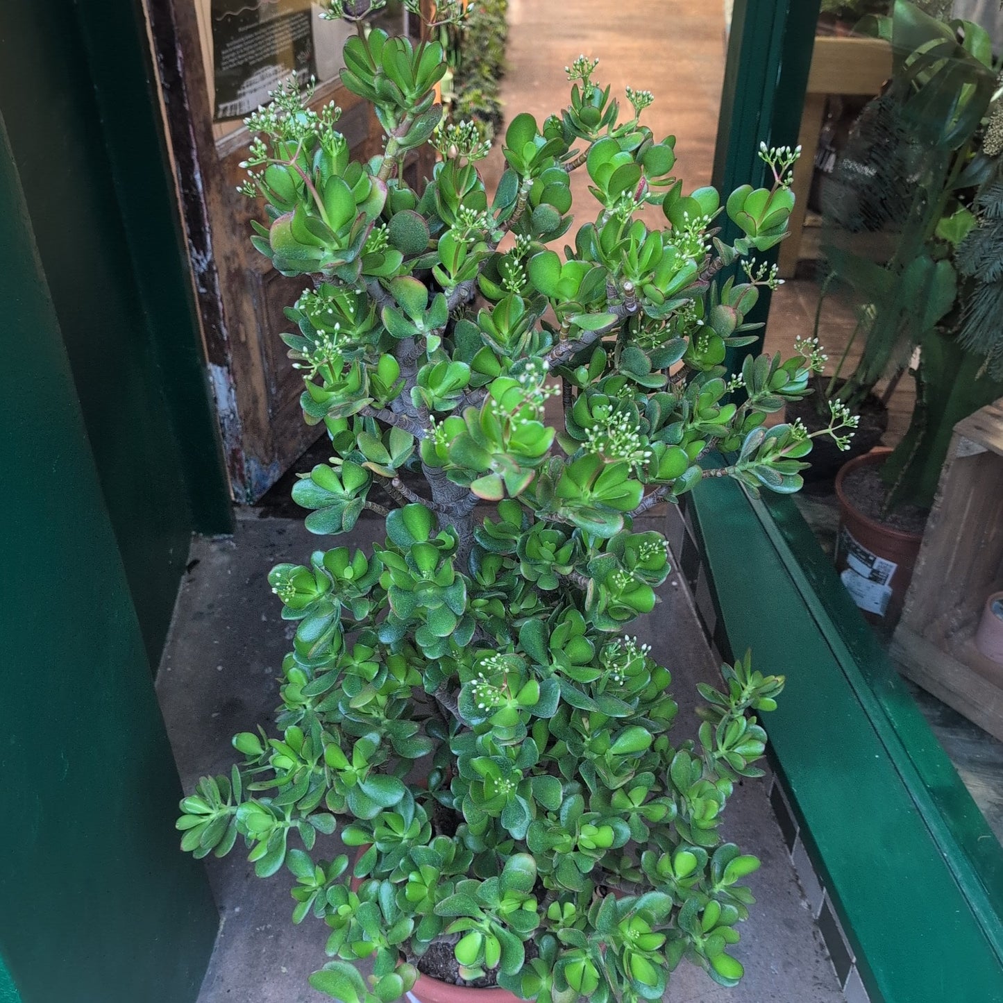 Crassula ovata (Jade plant)