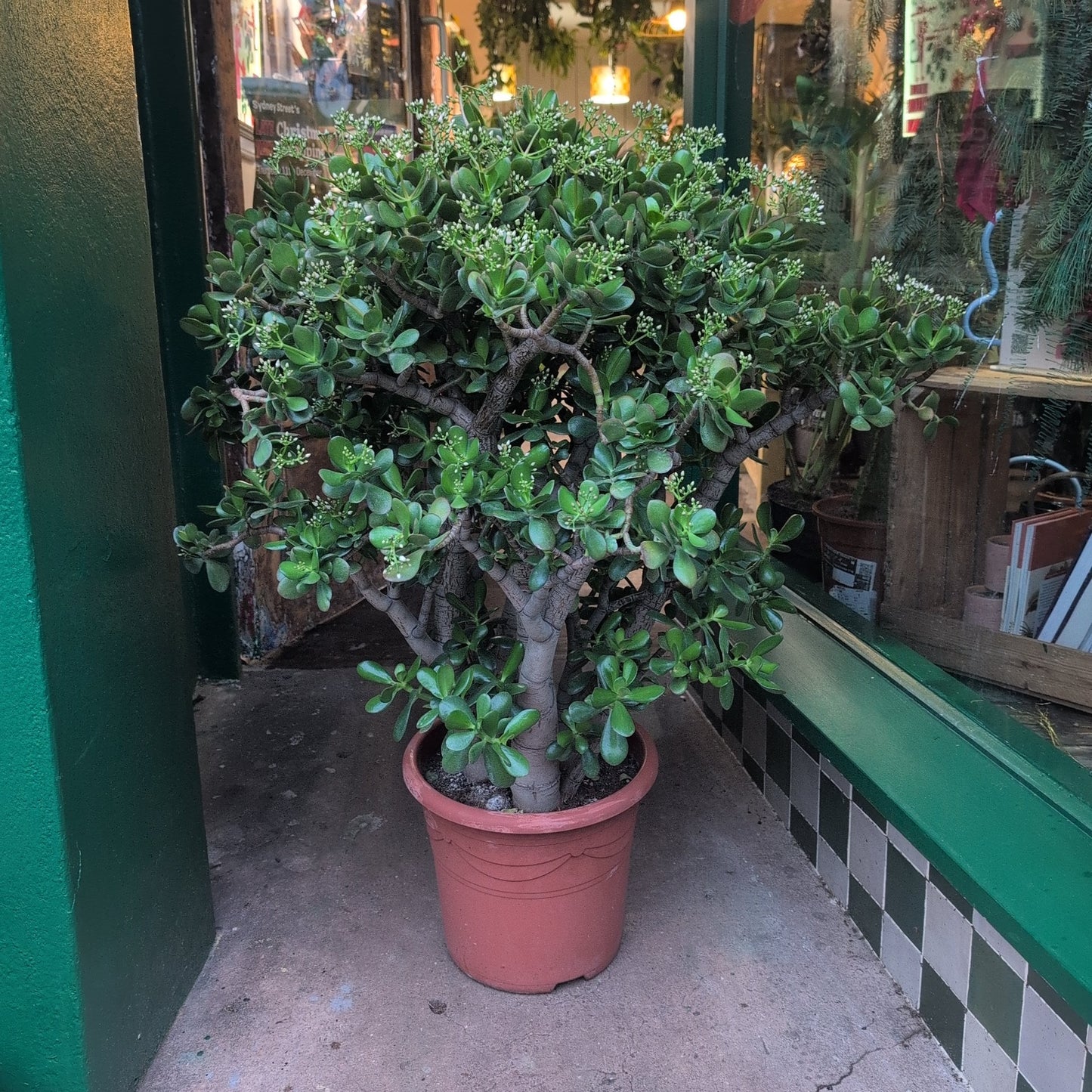 Crassula ovata (Jade plant)