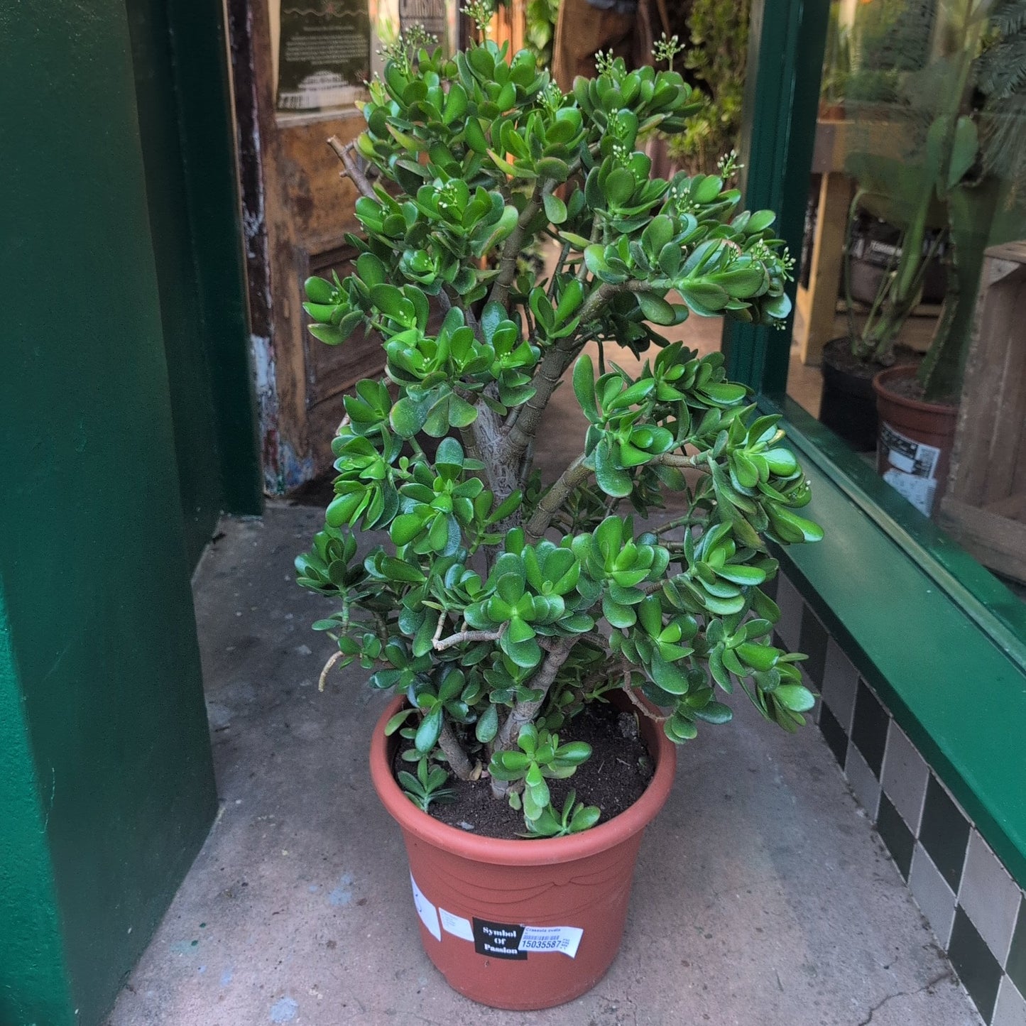 Crassula ovata (Jade plant)