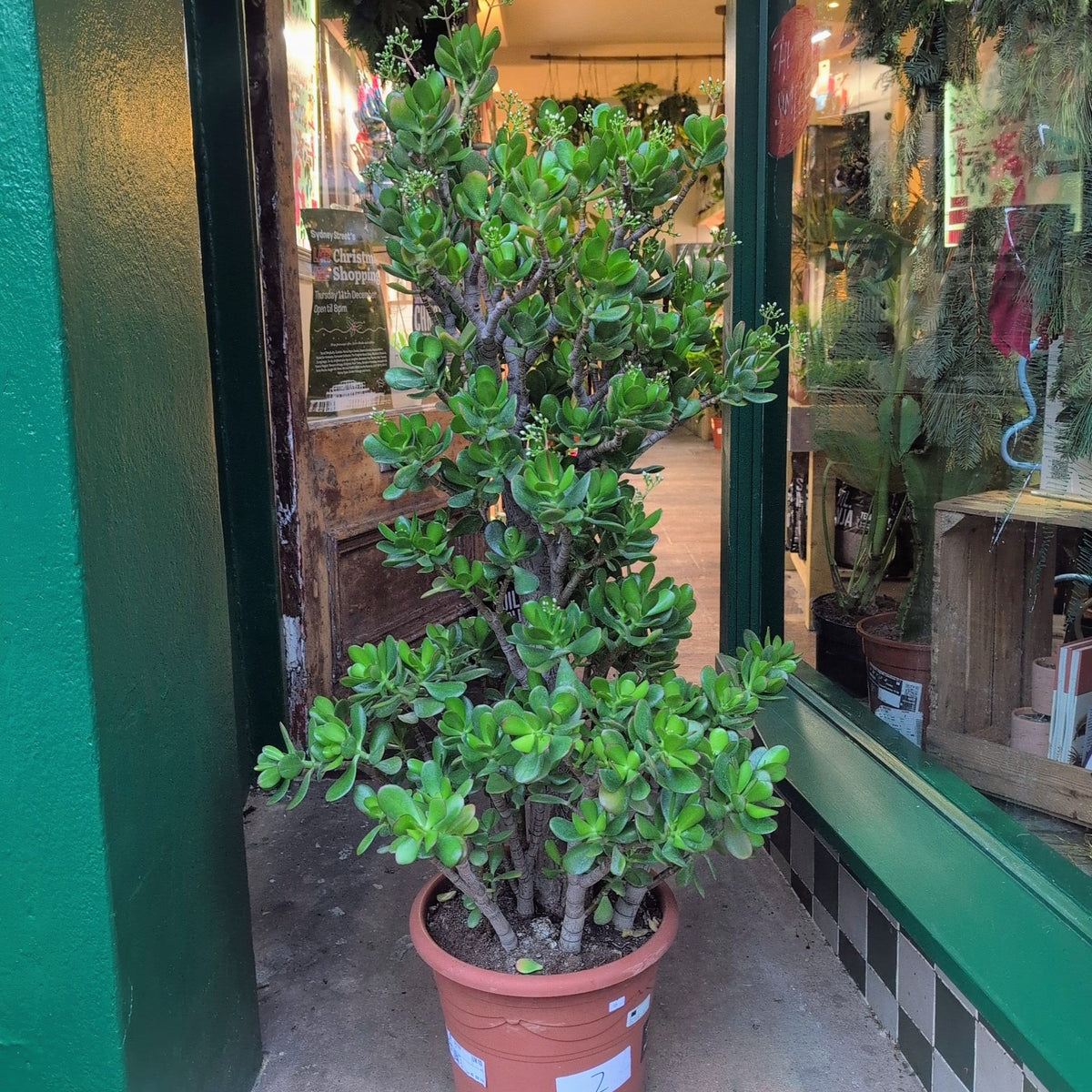 Crassula ovata (Jade plant)