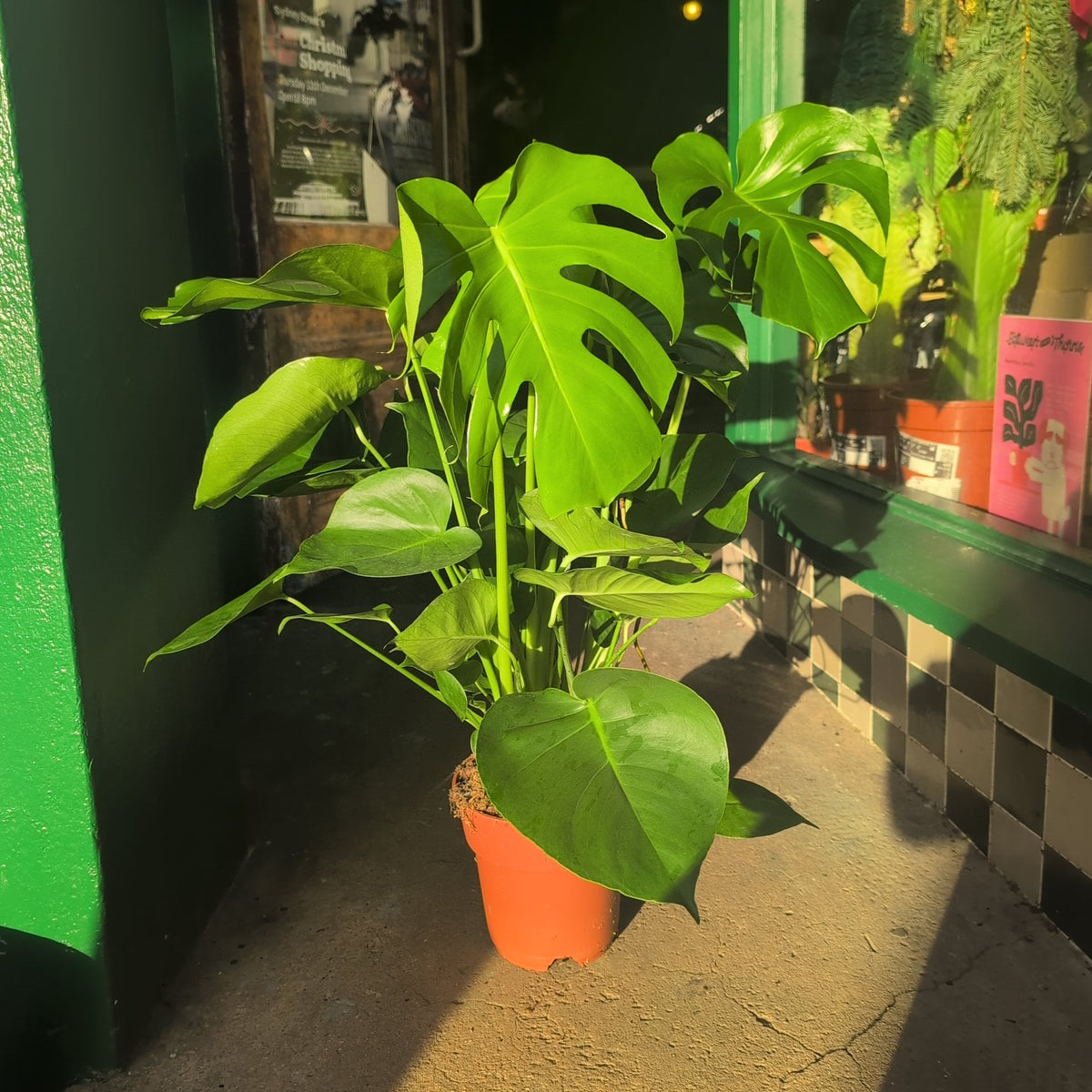Monstera deliciosa (Swiss Cheese Plant)