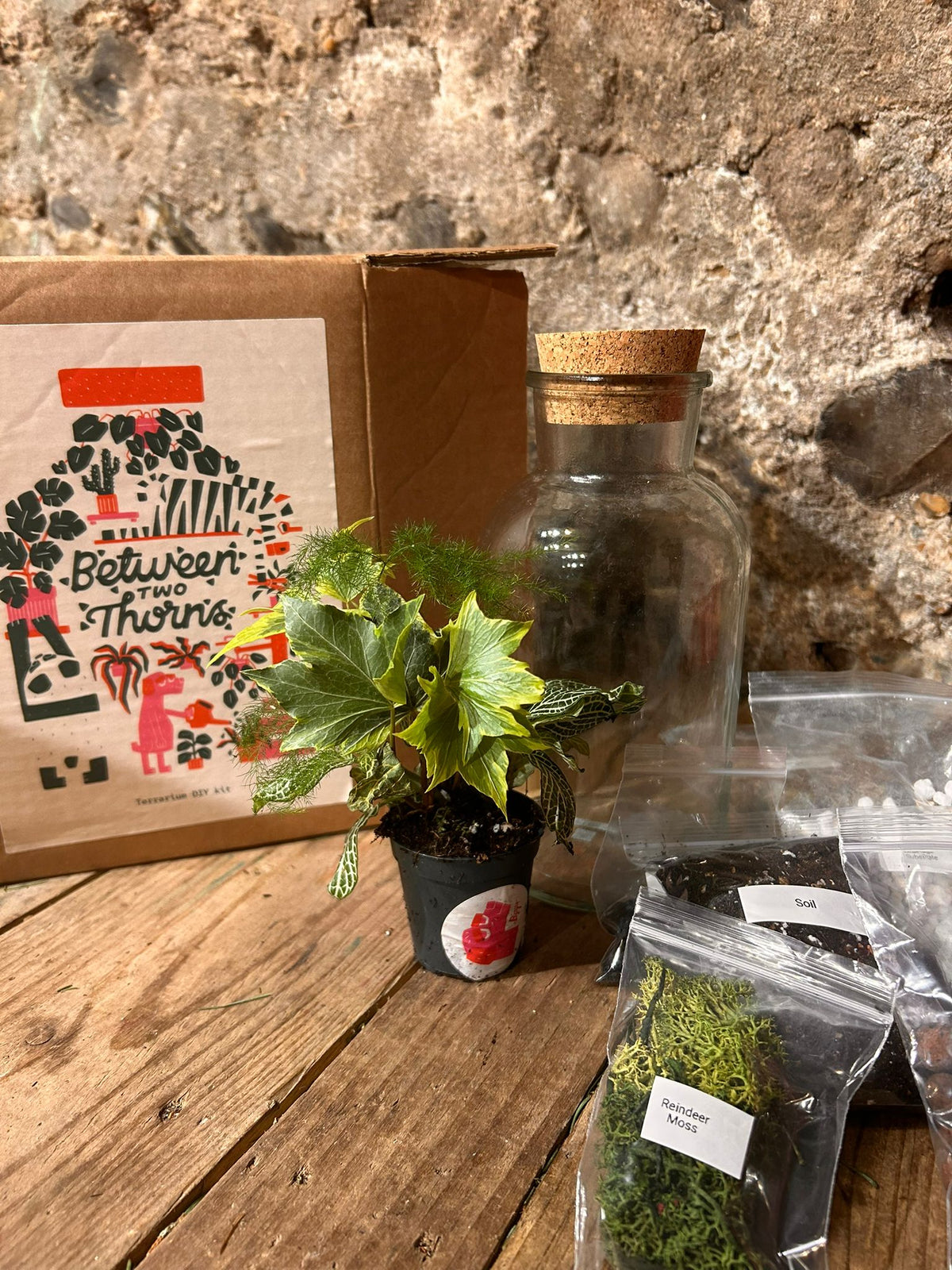 DIY Buid Your Own Closed Terrarium Kit - Two Sizes!