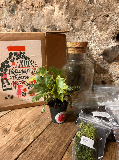 DIY Buid Your Own Closed Terrarium Kit - Two Sizes!