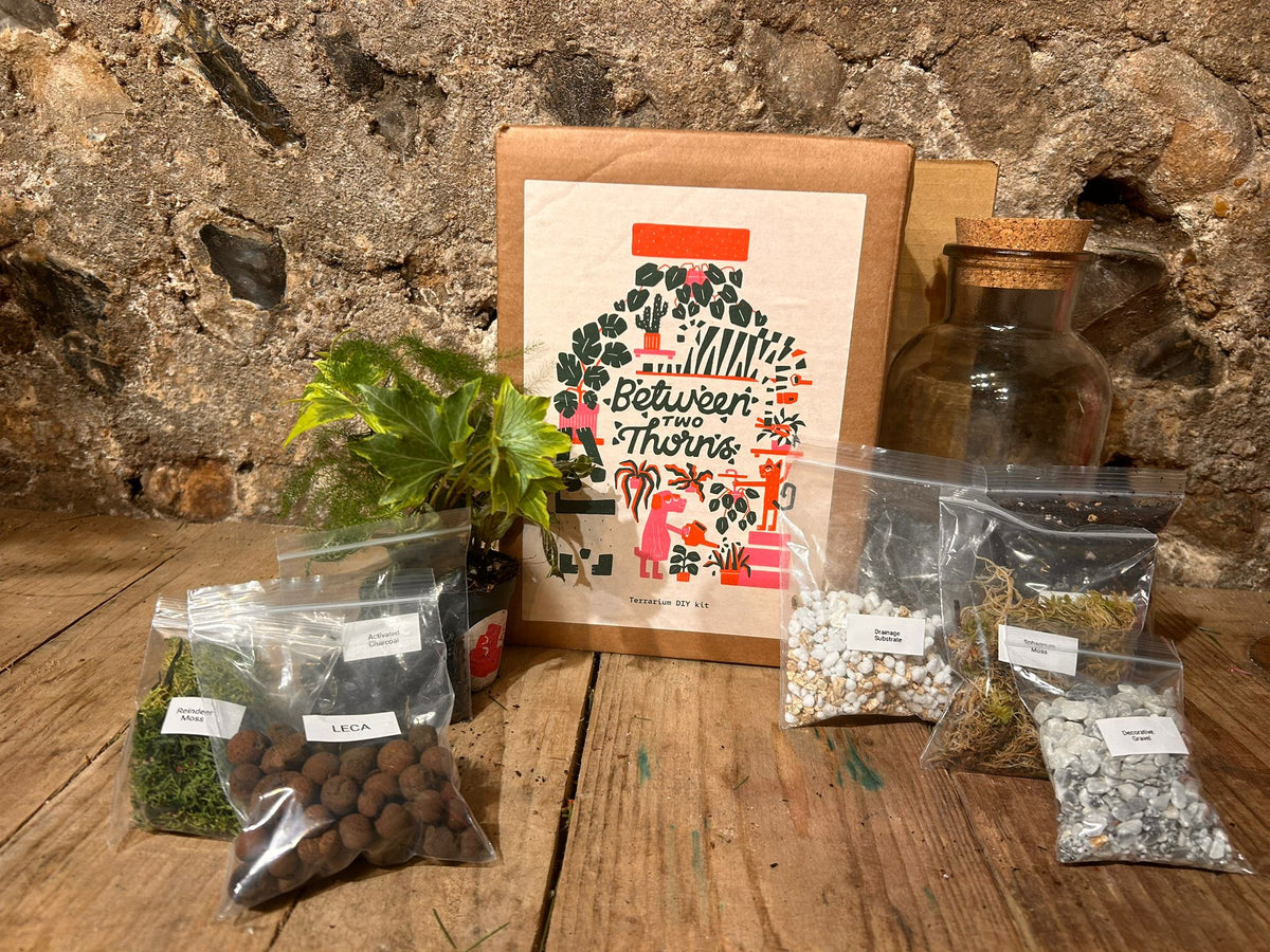 DIY Buid Your Own Closed Terrarium Kit - Two Sizes!