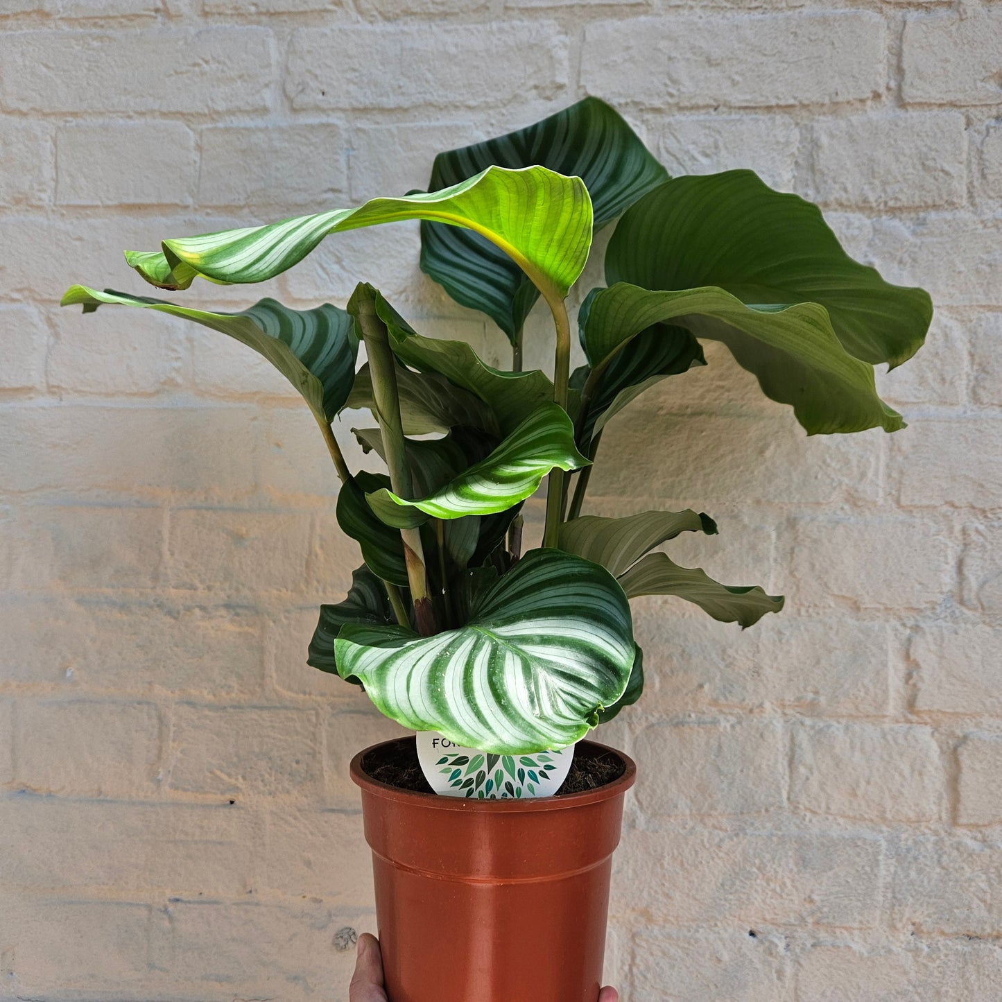 Calathea orbifolia (Prayer Plant)