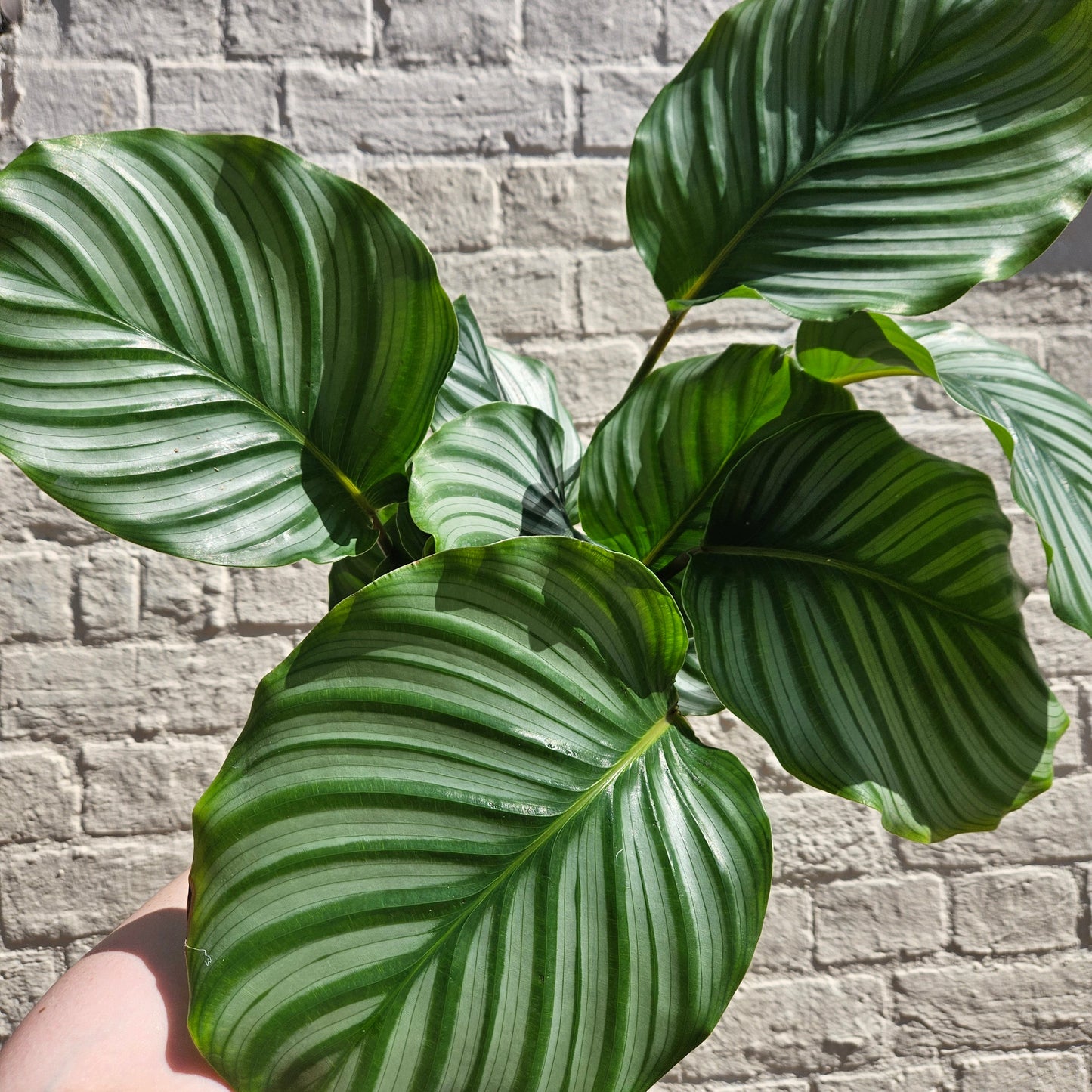 Calathea orbifolia (Prayer Plant)