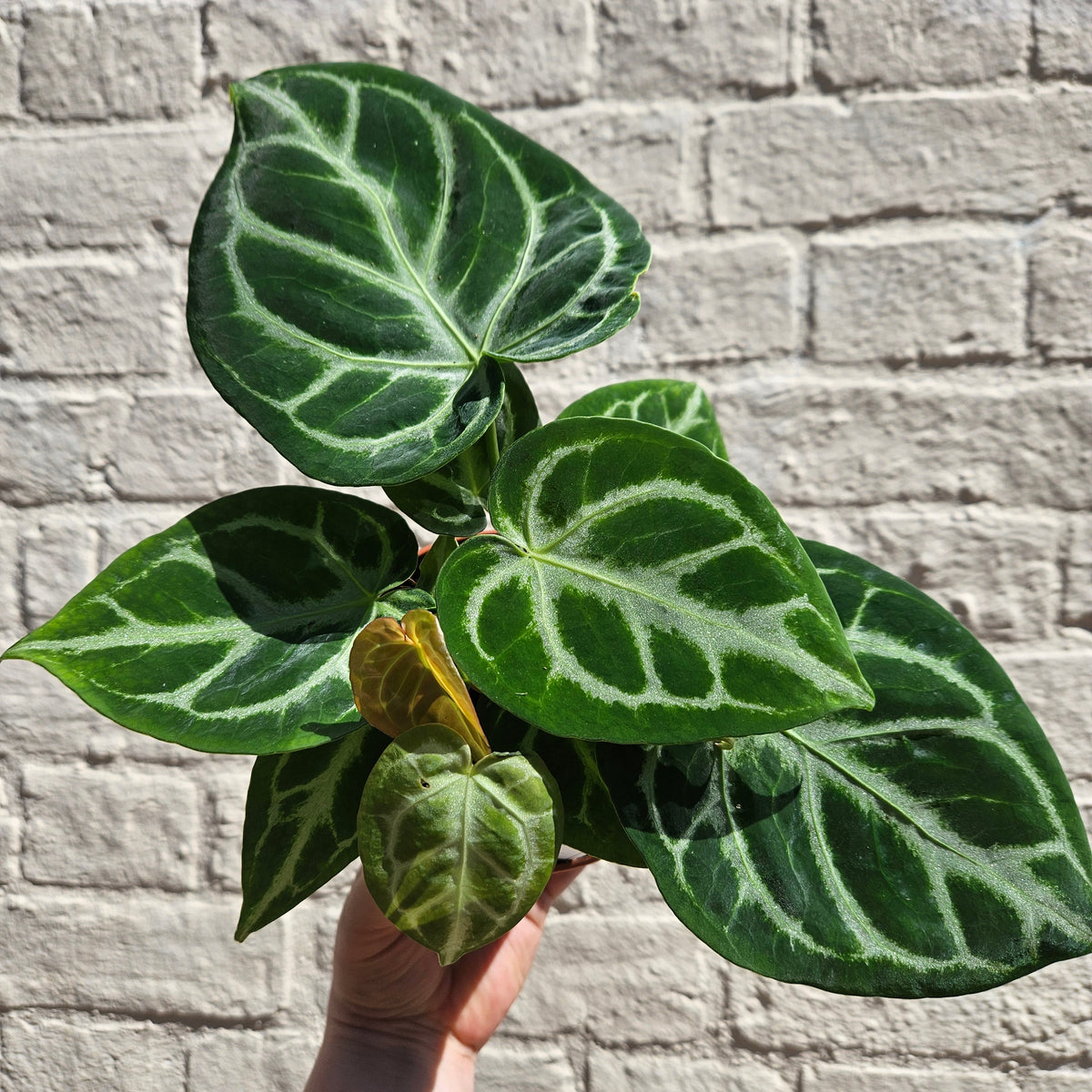 Anthurium crystallinum 'Silver Blush' (Crystal Anthurium)