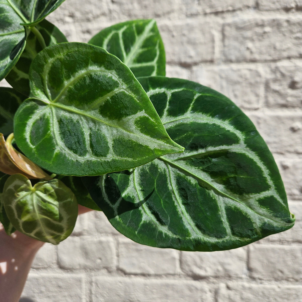 Anthurium crystallinum 'Silver Blush' (Crystal Anthurium)
