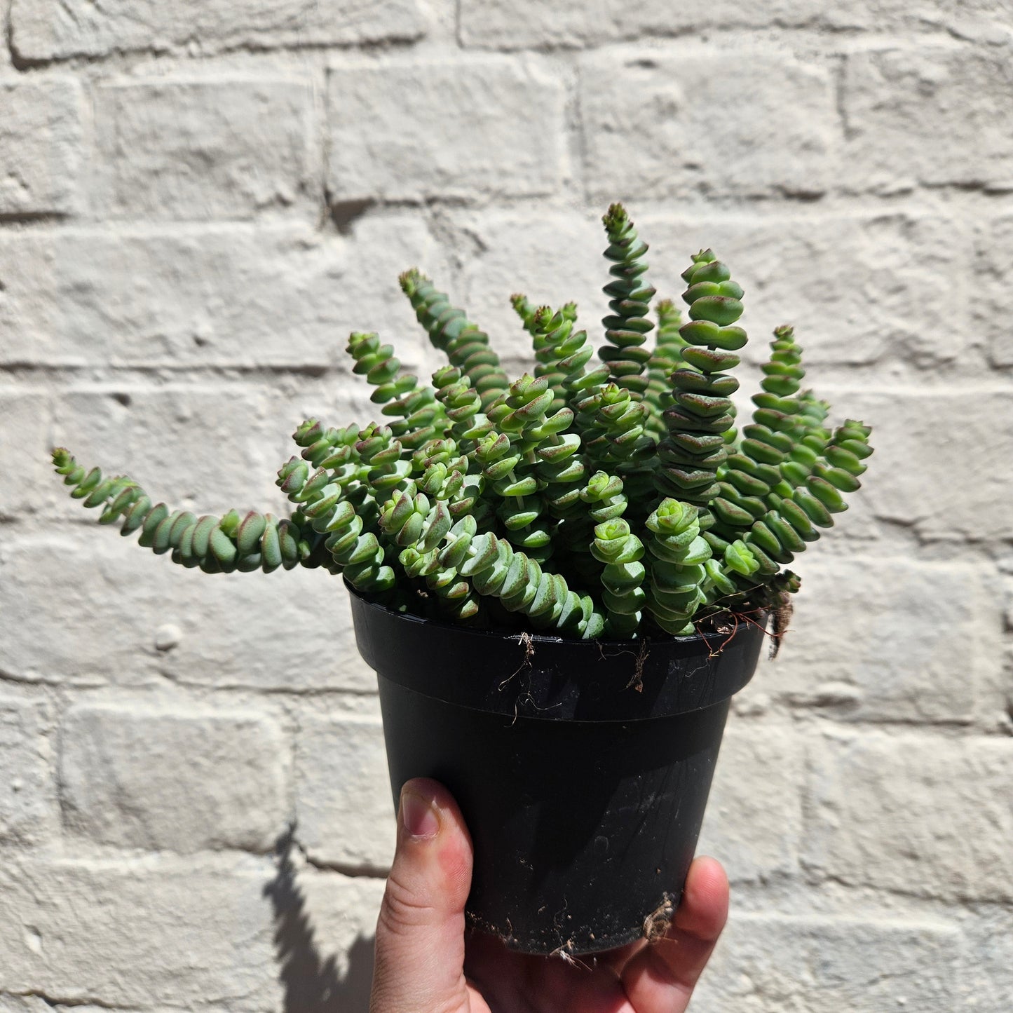 Crassula marnieriana (Jade Necklace)