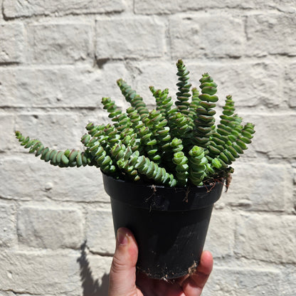 Crassula marnieriana (Jade Necklace)