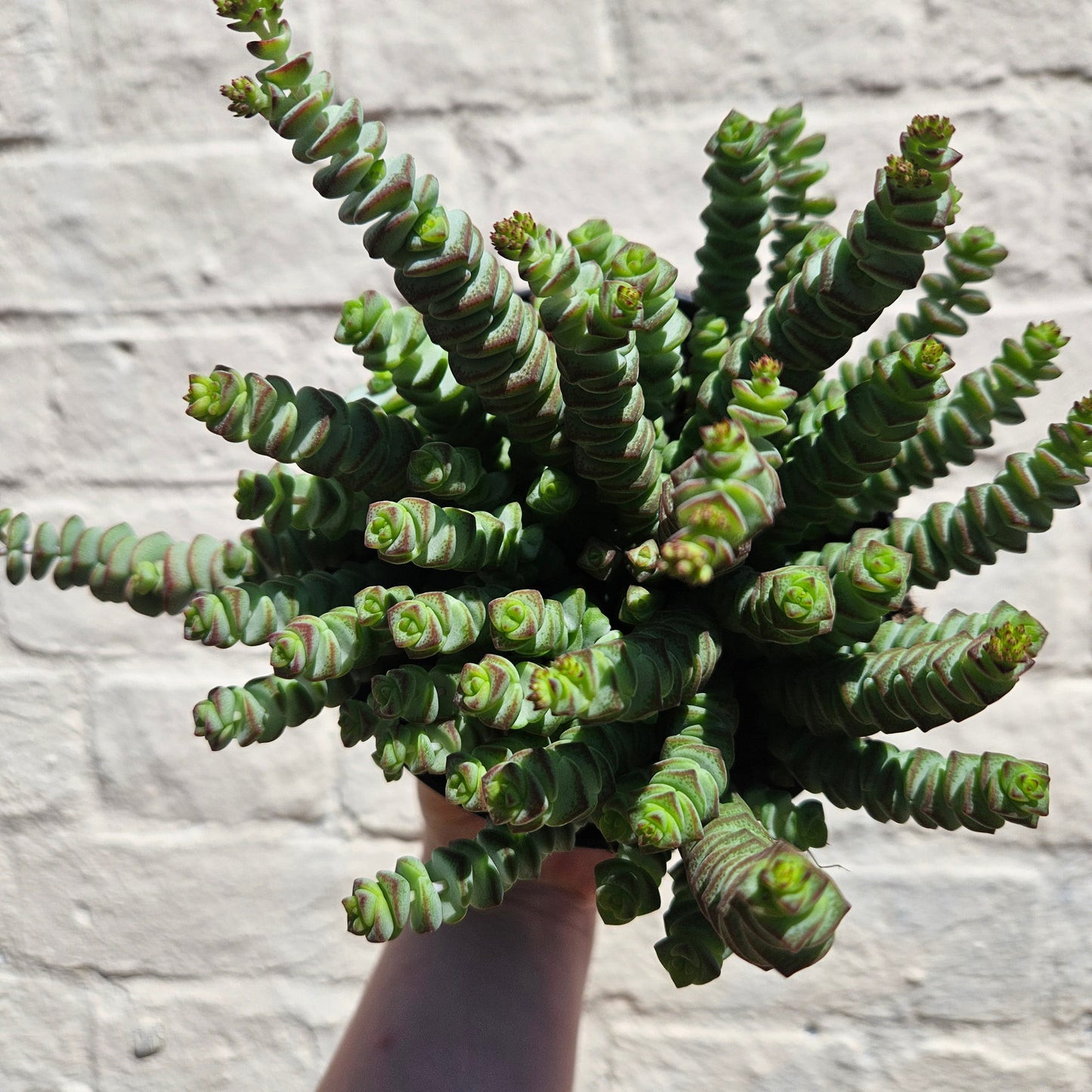 Crassula marnieriana (Jade Necklace)