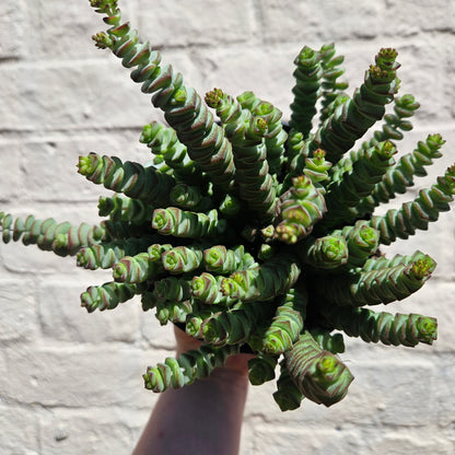Crassula marnieriana (Jade Necklace)