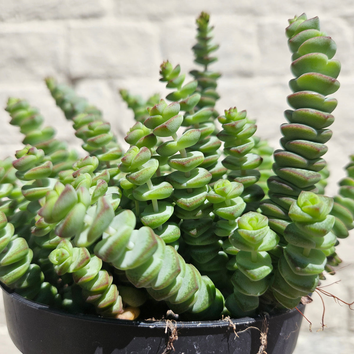 Crassula marnieriana (Jade Necklace)