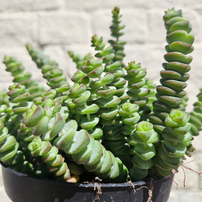 Crassula marnieriana (Jade Necklace)