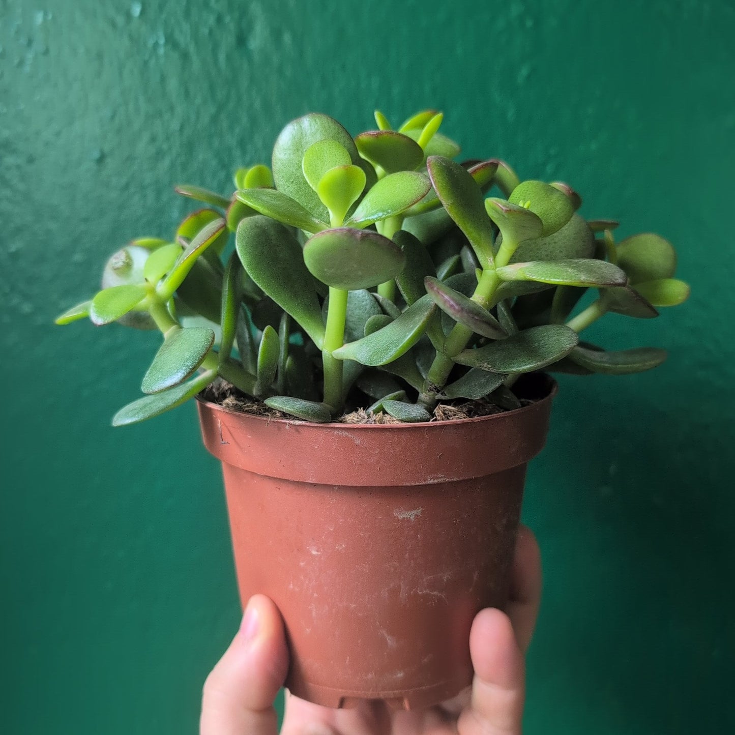 Crassula ovata (Jade plant)
