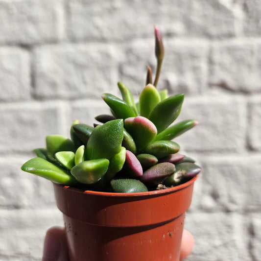 Anacampseros rufescens 'Sunshine' (Sunshine Plant)