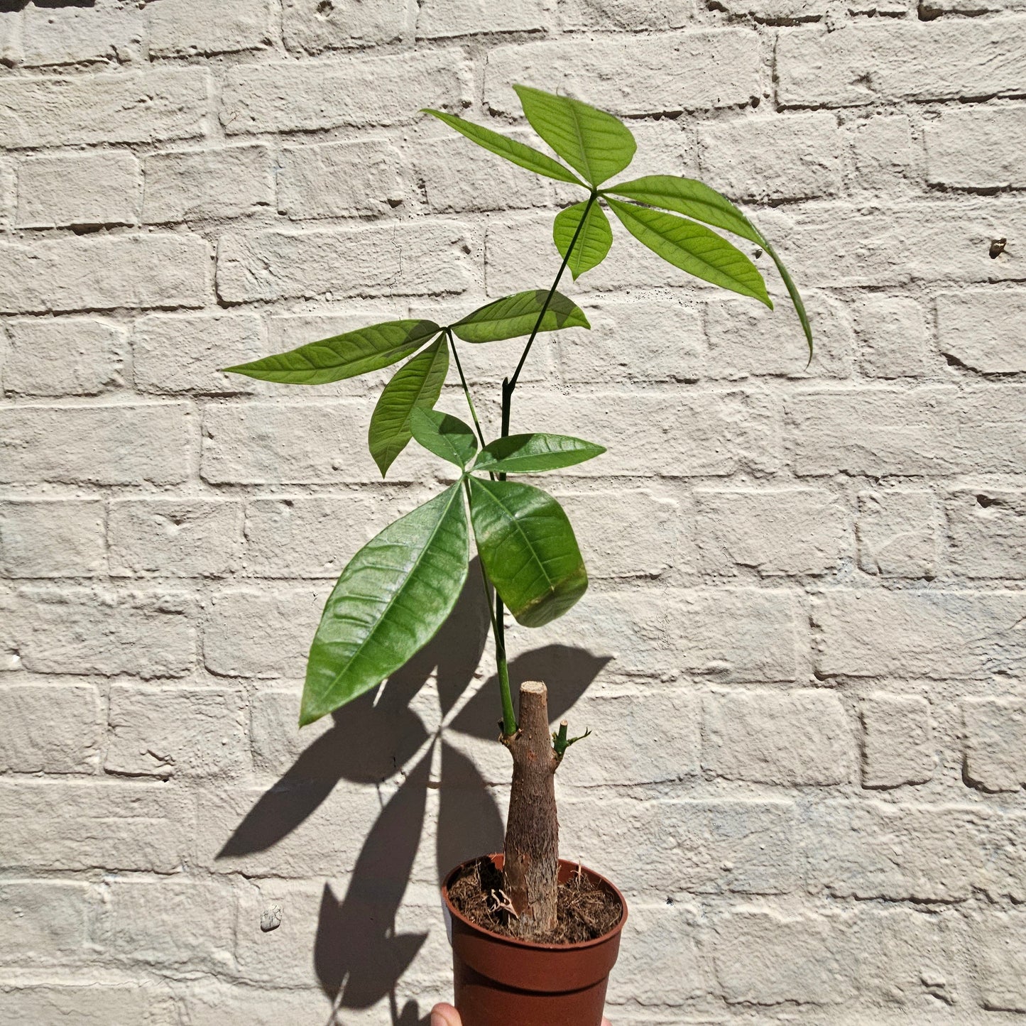 Pachira aquatica (Money Tree)
