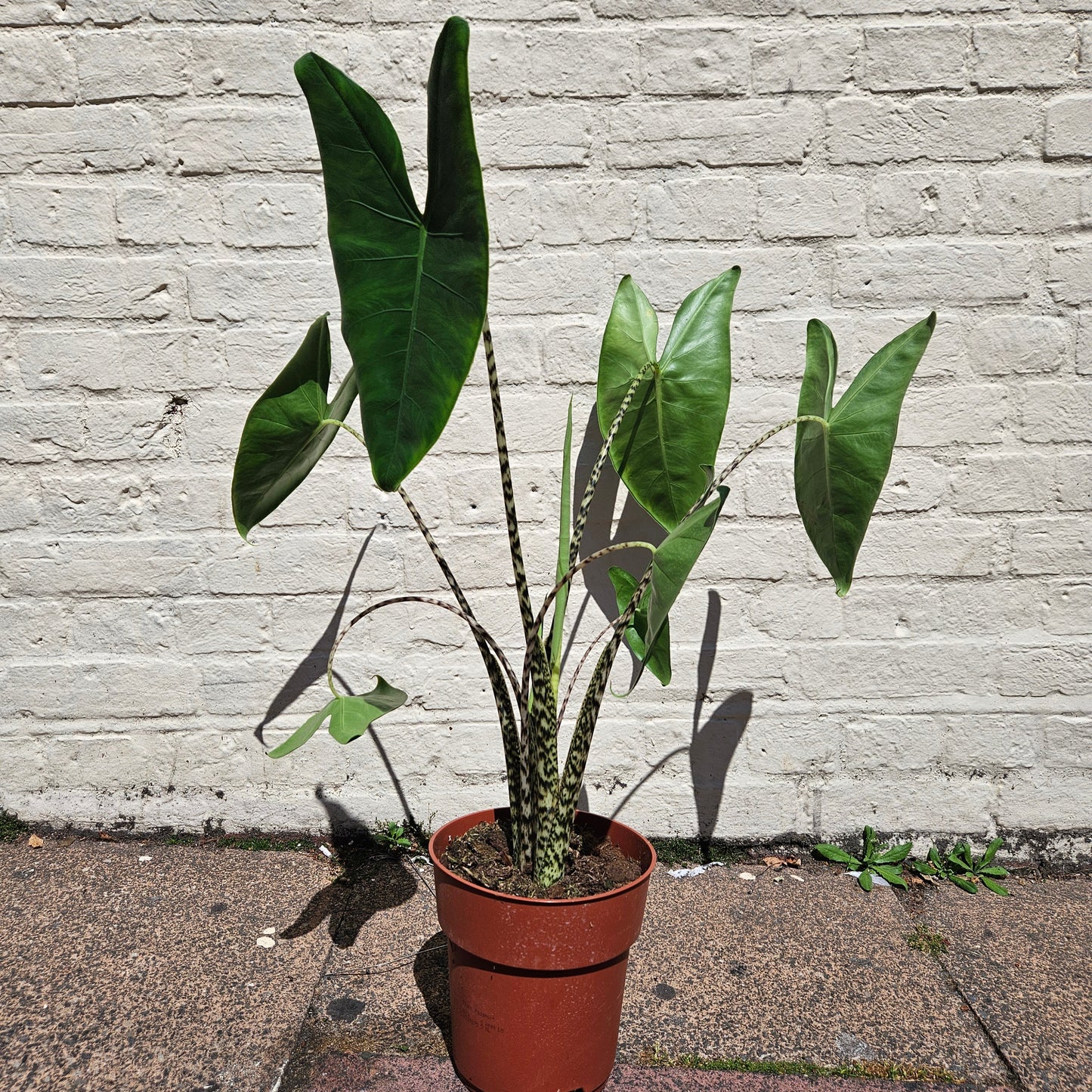 Alocasia zebrina