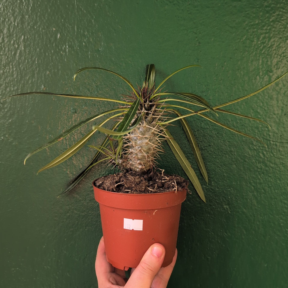 Pachypodium lamerei (Madagascar Palm)