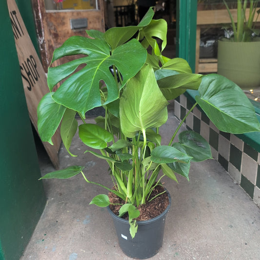 Monstera deliciosa (Swiss Cheese Plant)