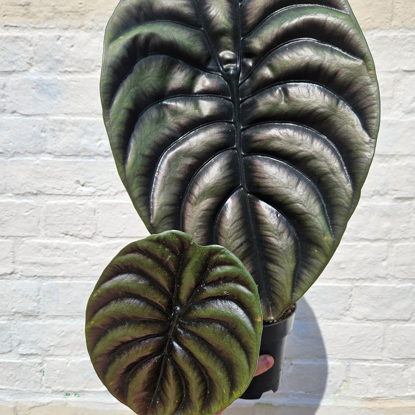 Alocasia cuprea 'Red secret'