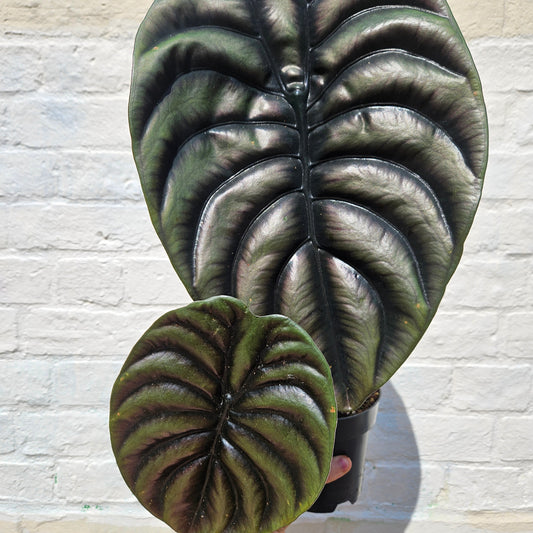 Alocasia cuprea 'Red secret'