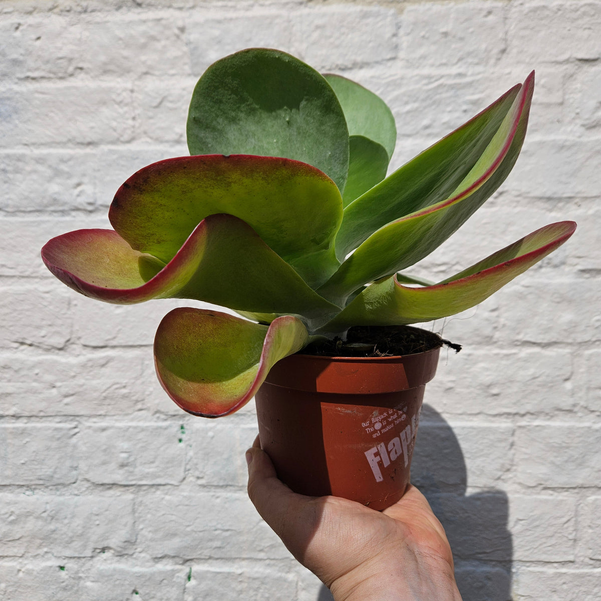 Kalanchoe thyrsiflora 'Red Lips'