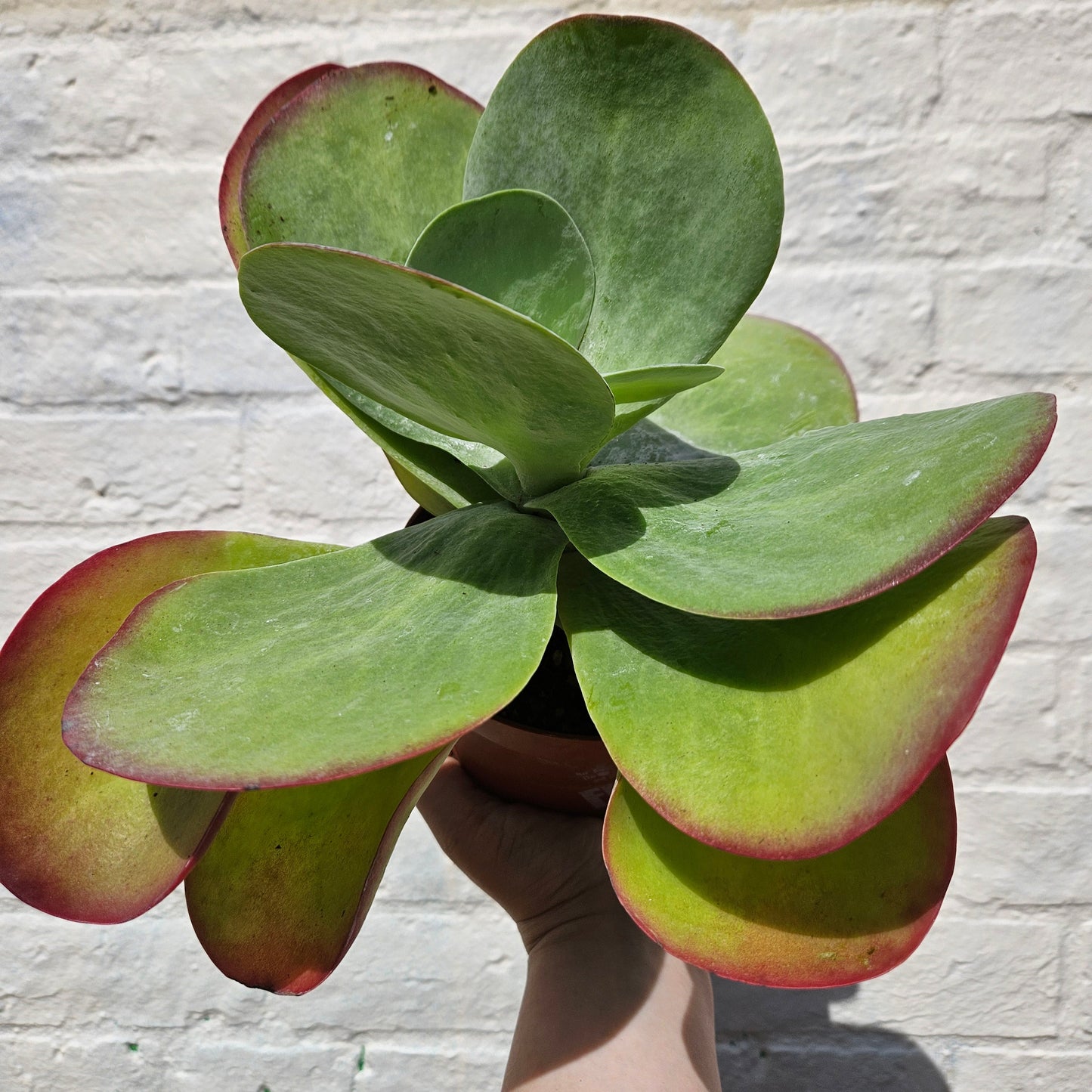 Kalanchoe thyrsiflora 'Red Lips'