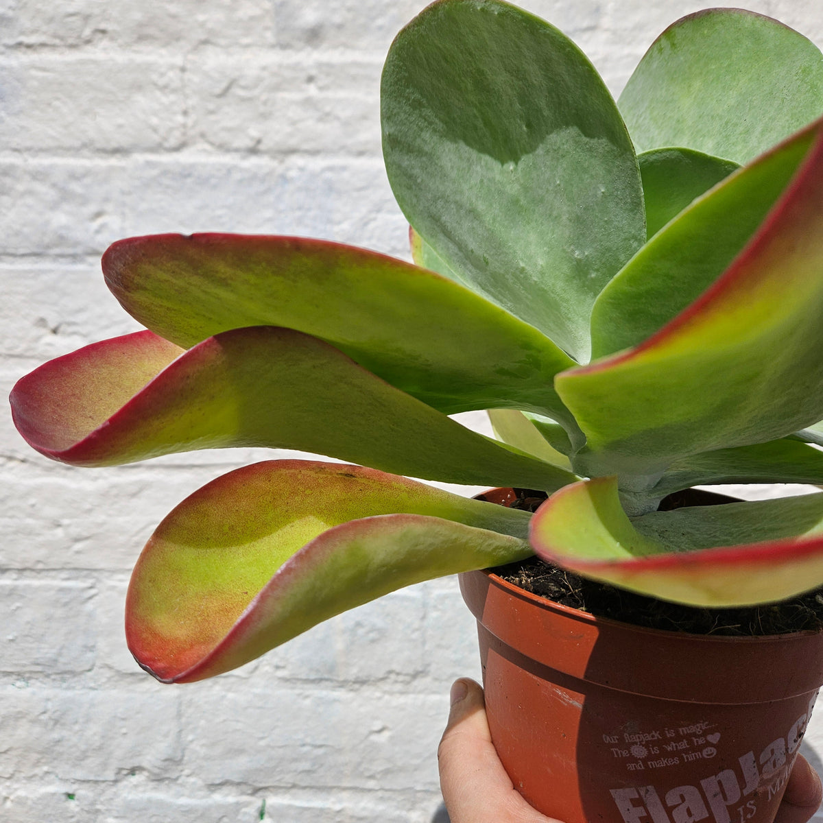 Kalanchoe thyrsiflora 'Red Lips'