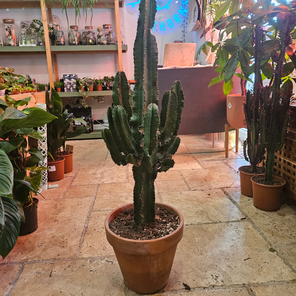 Euphorbia ingens (Cowboy Cactus)
