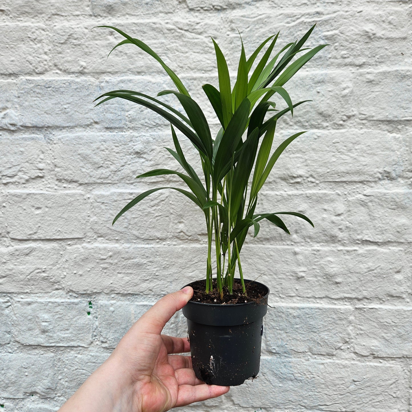 Dypsis lutescens (Areca Palm)