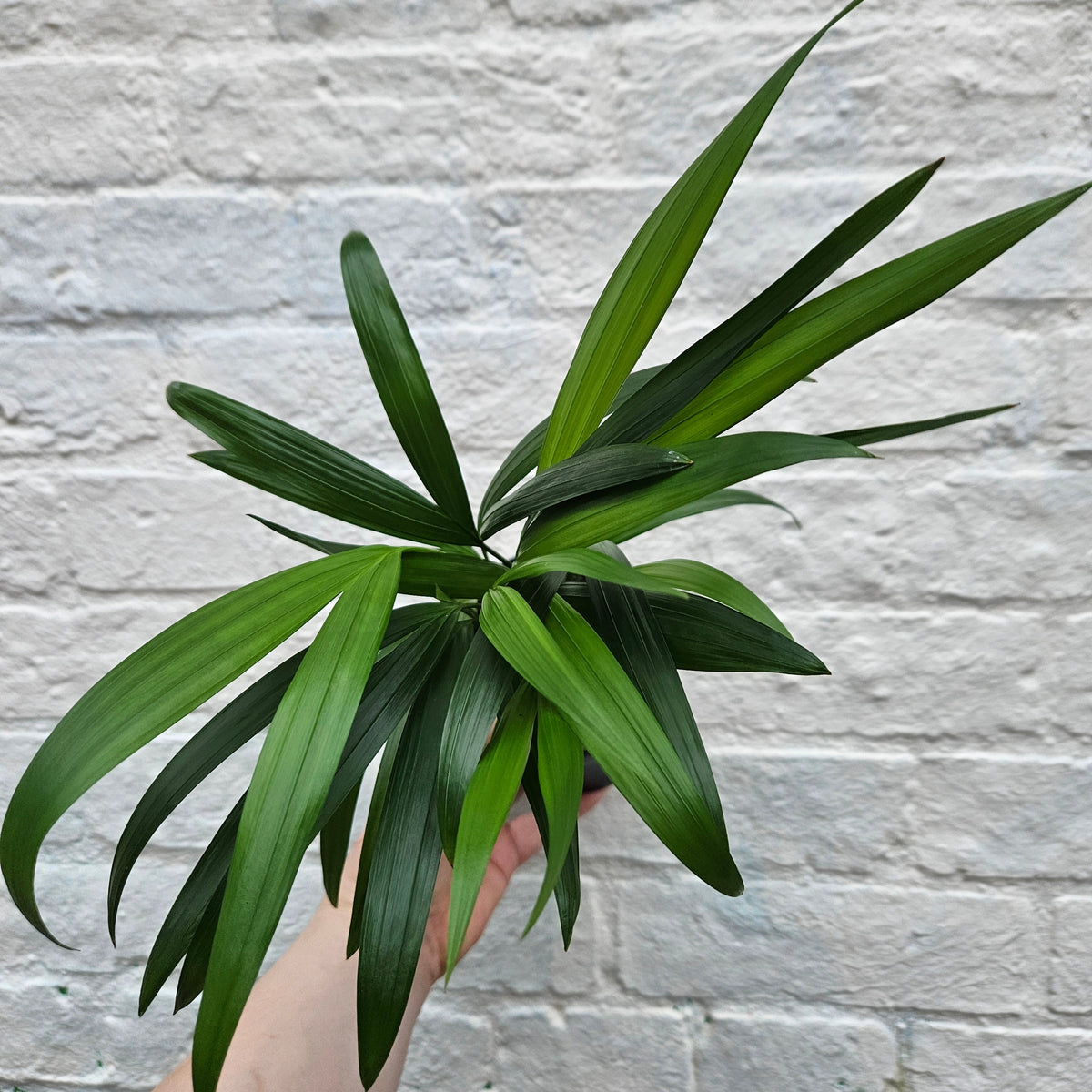 Dypsis lutescens (Areca Palm)